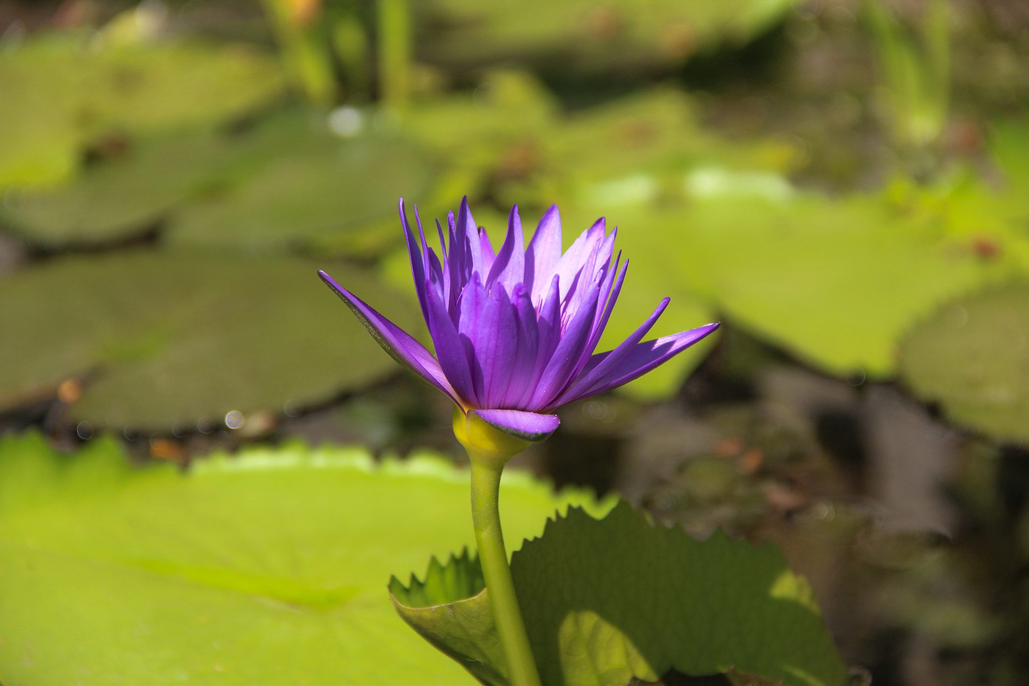 Canon EOS 650D (EOS Rebel T4i / EOS Kiss X6i) sample photo. Lotus photography