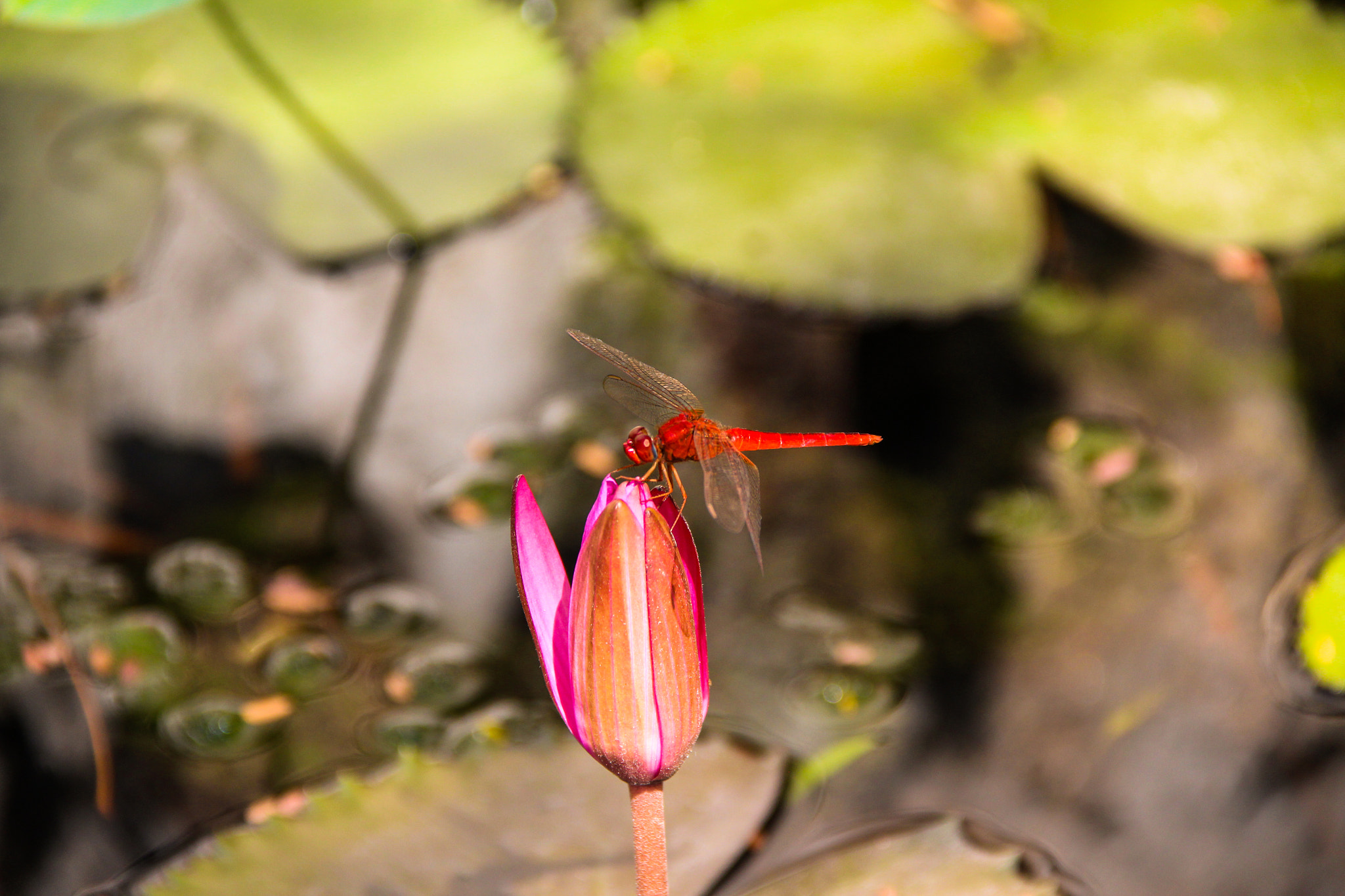 Canon EOS 650D (EOS Rebel T4i / EOS Kiss X6i) sample photo. Lotus lover photography