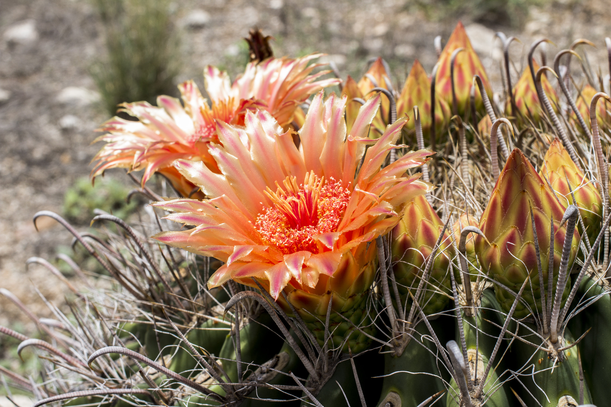 Canon EF 40mm F2.8 STM sample photo. Cactus photography