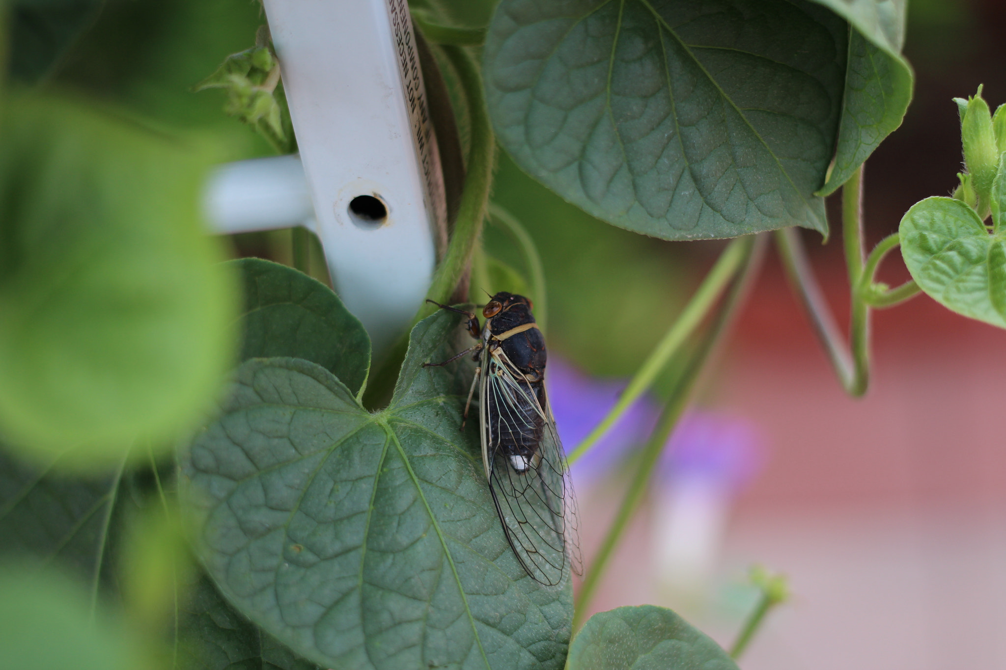 Canon EF 40mm F2.8 STM sample photo. Cicada photography