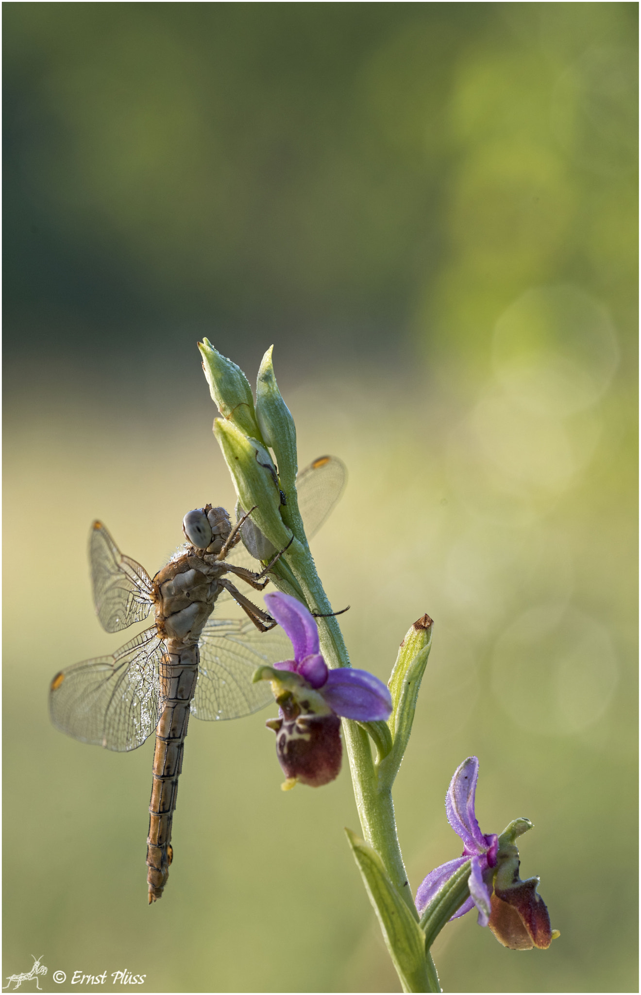 Sigma 150mm F2.8 EX DG OS Macro HSM sample photo. Sympetrum fonscolombii photography