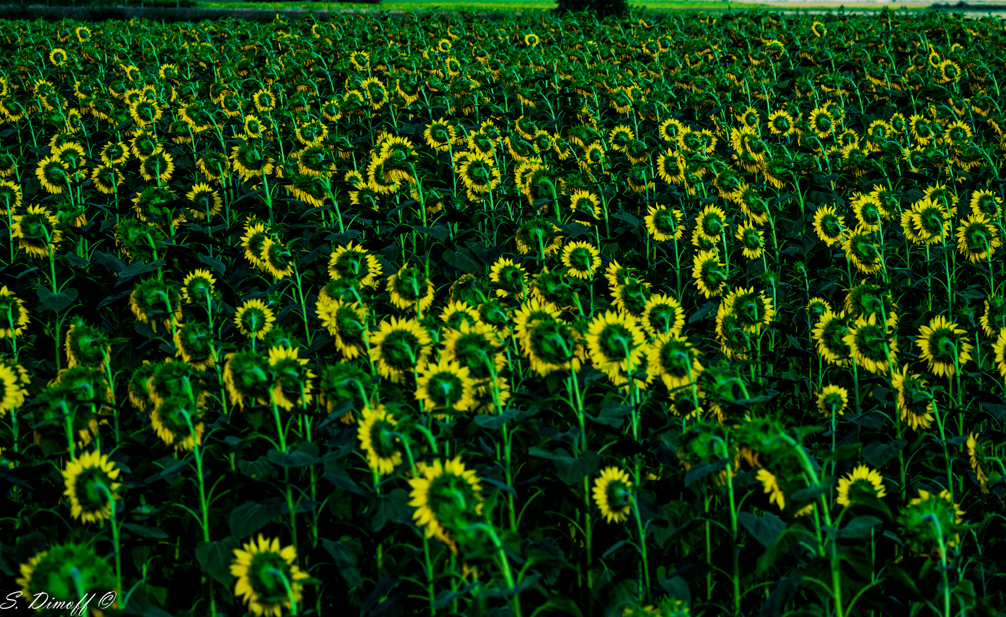 Tamron SP 70-300mm F4-5.6 Di USD sample photo. Sunflowers  photography