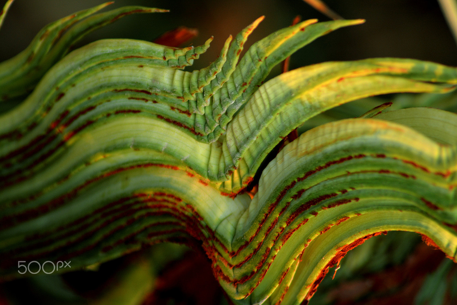 Nikon AF Nikkor 70-300mm F4-5.6G sample photo. Palm leaf photography