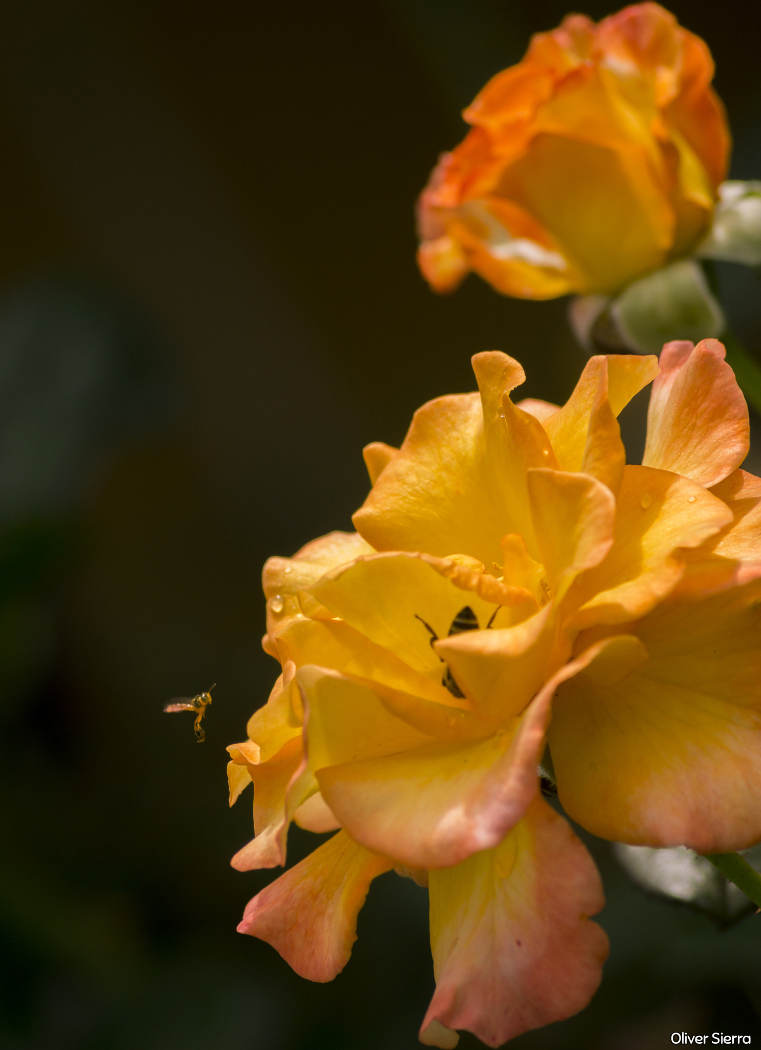 Sony SLT-A58 + Sony DT 55-200mm F4-5.6 SAM sample photo. Abeja photography
