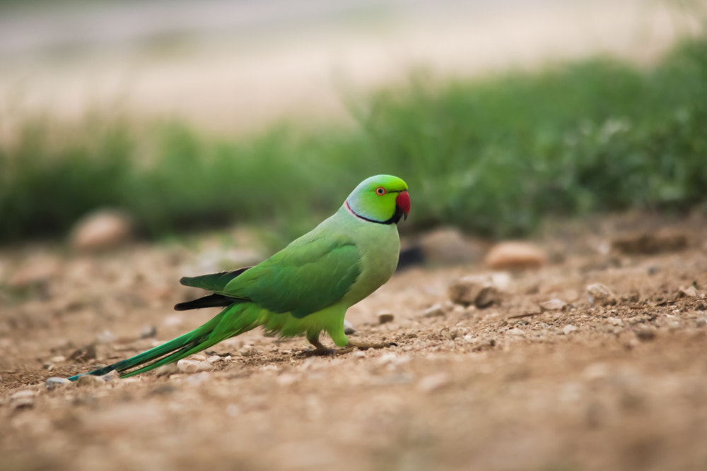 Sigma 150-500mm F5-6.3 DG OS HSM sample photo. الببغاء الاخضر المطوق.في بساتين صلاله photography