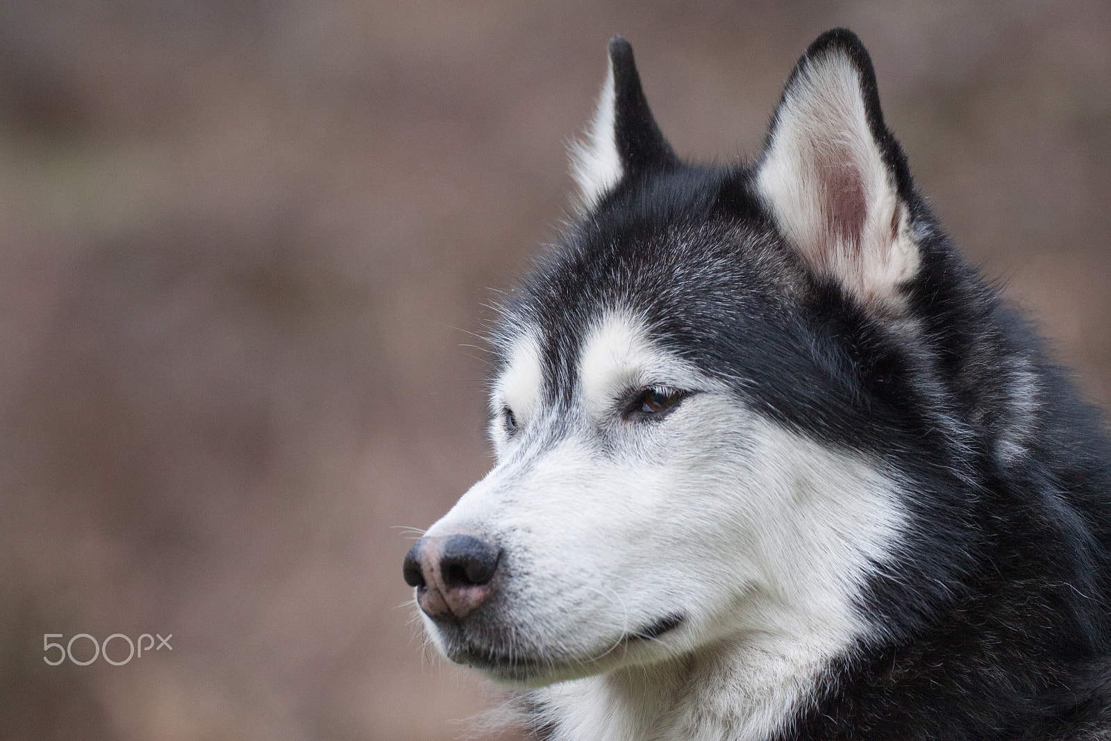 Canon EF 180mm F3.5L Macro USM sample photo. Husky photography