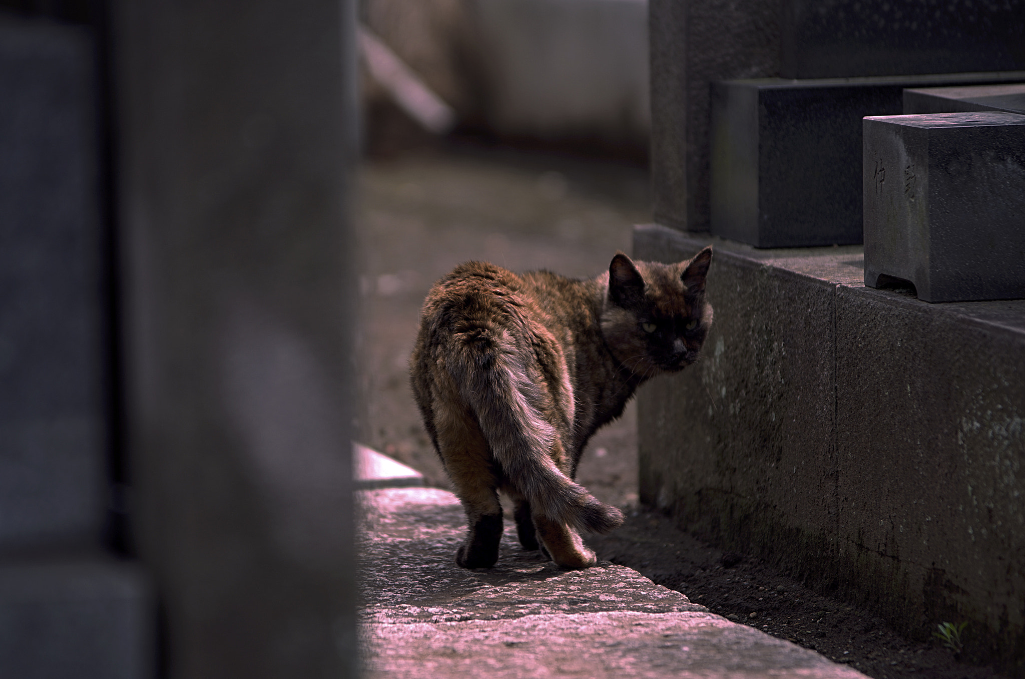 Pentax K-50 sample photo. Graveyard's guest photography