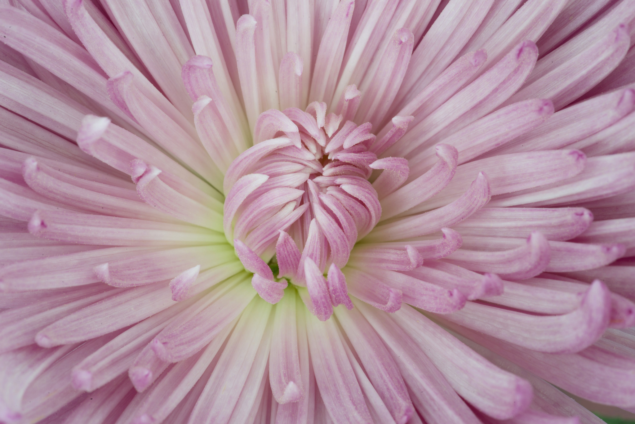 Tokina AT-X Pro 100mm F2.8 Macro sample photo. Flower iii photography