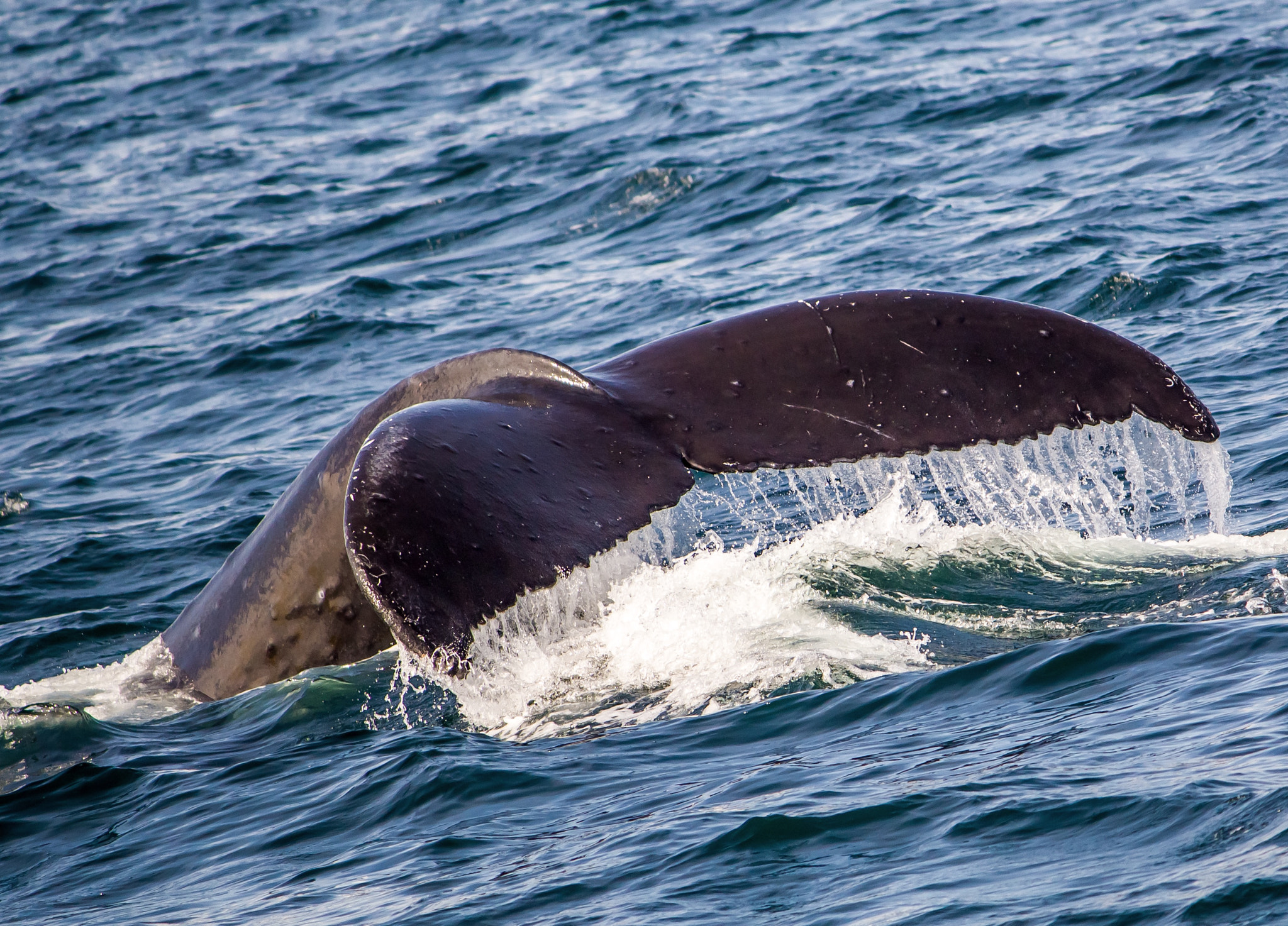 Canon EF-S 55-250mm F4-5.6 IS II sample photo. Amazing to see wildlife in full force in alaska! photography