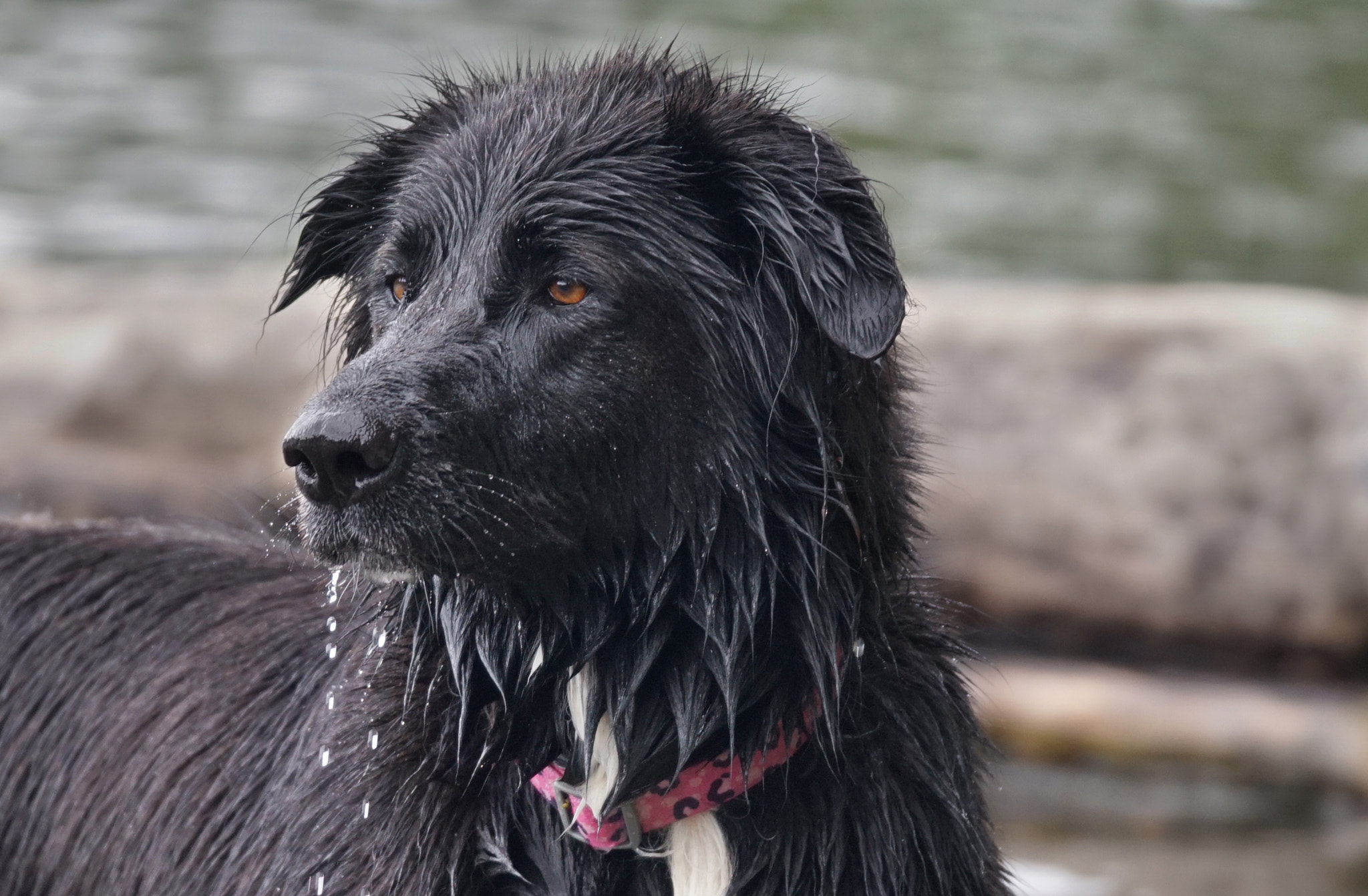 Sony 70-300mm F4.5-5.6 G SSM sample photo. Lucky photography