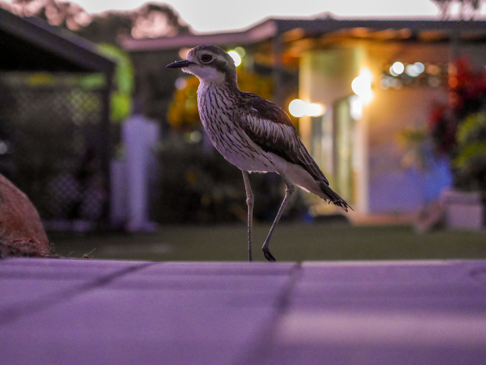 Panasonic Lumix DMC-GM1 + Olympus M.Zuiko Digital 45mm F1.8 sample photo. Bird on magnetic island, australia photography