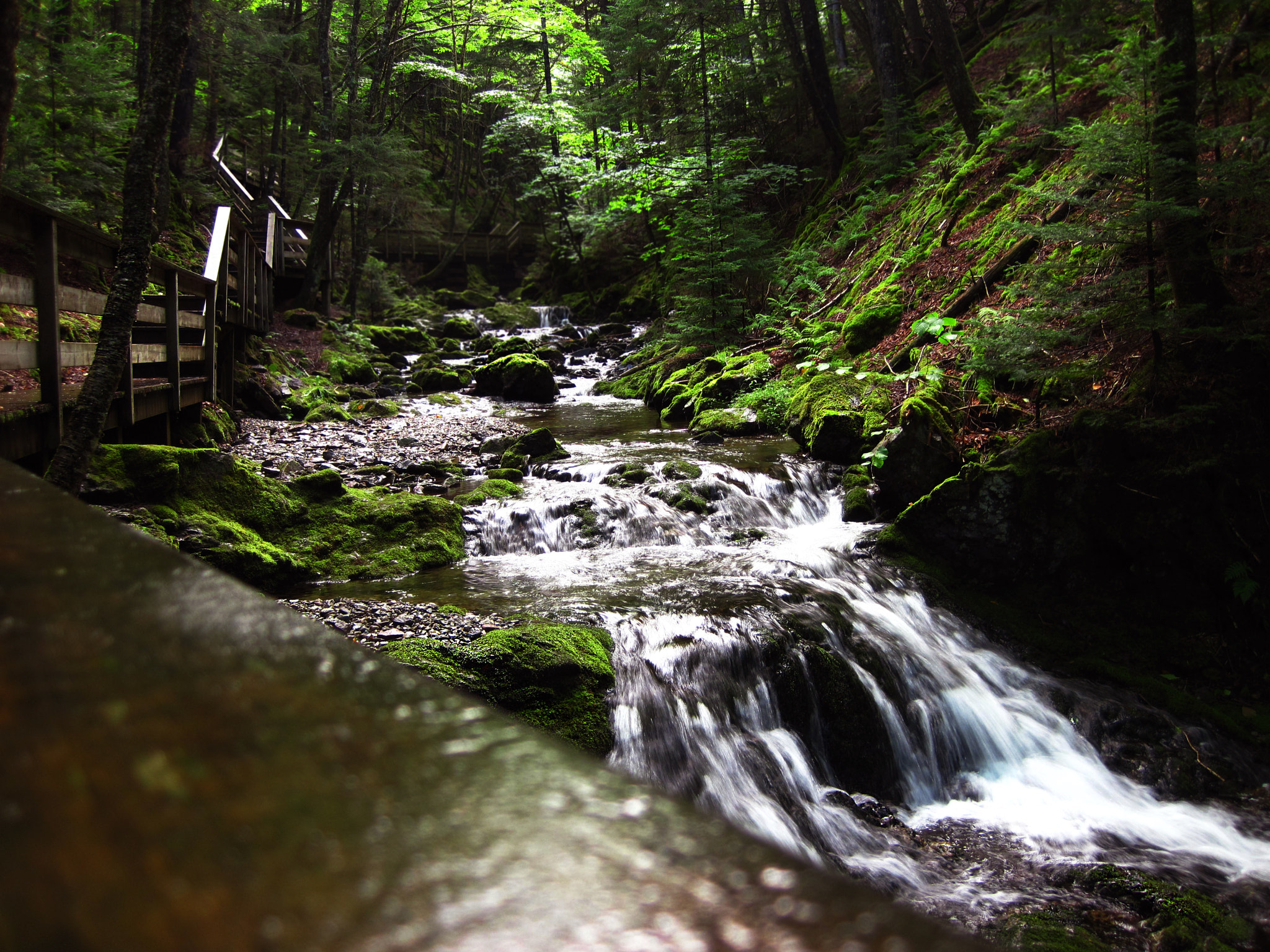 Canon PowerShot D10 sample photo. Path in the woods photography