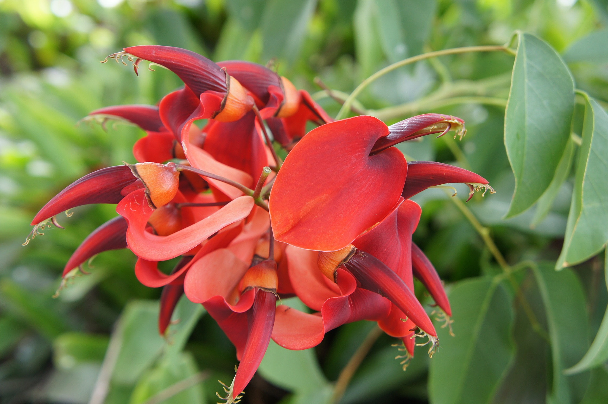Tamron 18-200mm F3.5-6.3 Di III VC sample photo. Vibrant blooms photography
