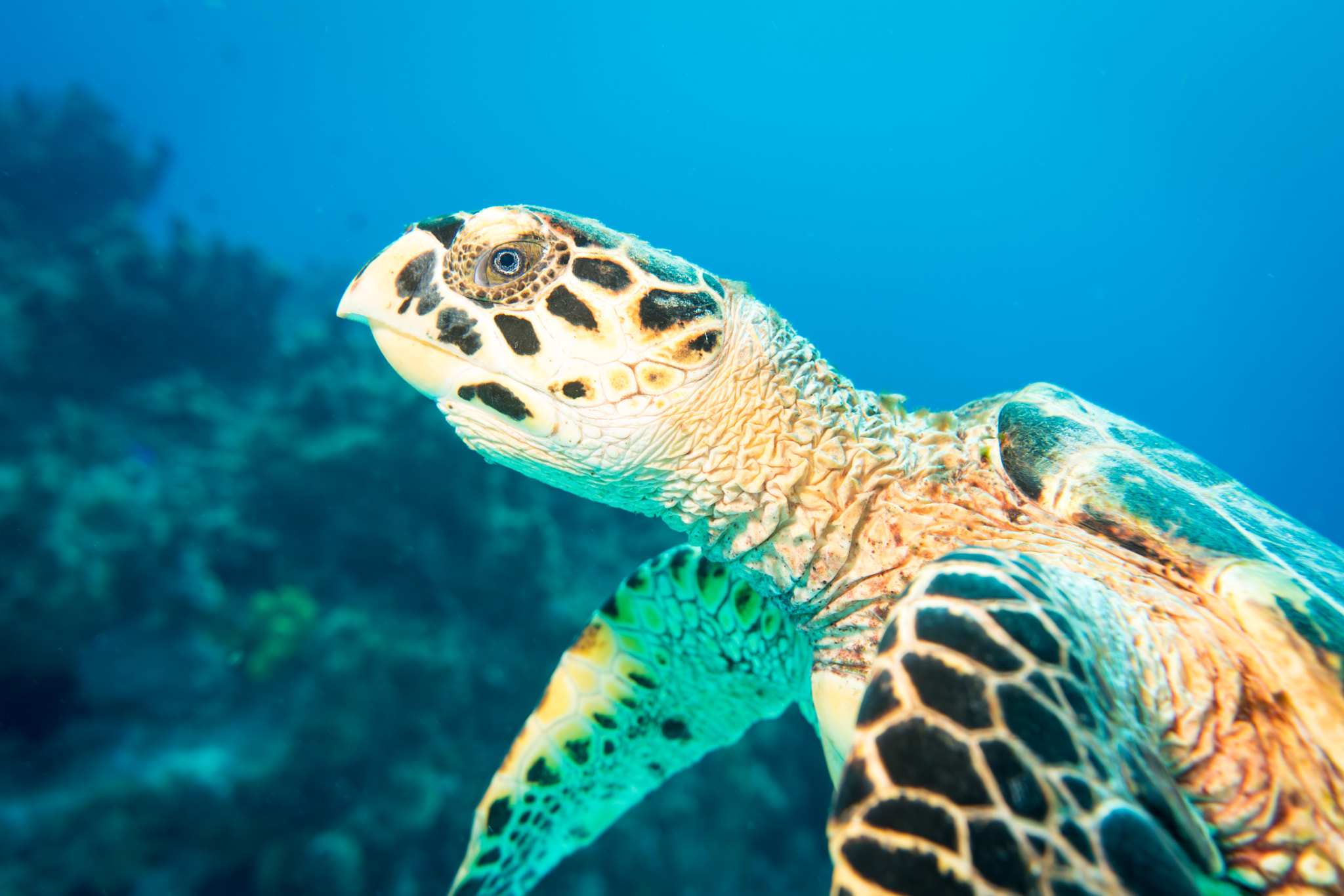 Sony a7R II + Sony FE 28-70mm F3.5-5.6 OSS sample photo. Caymanturtle photography