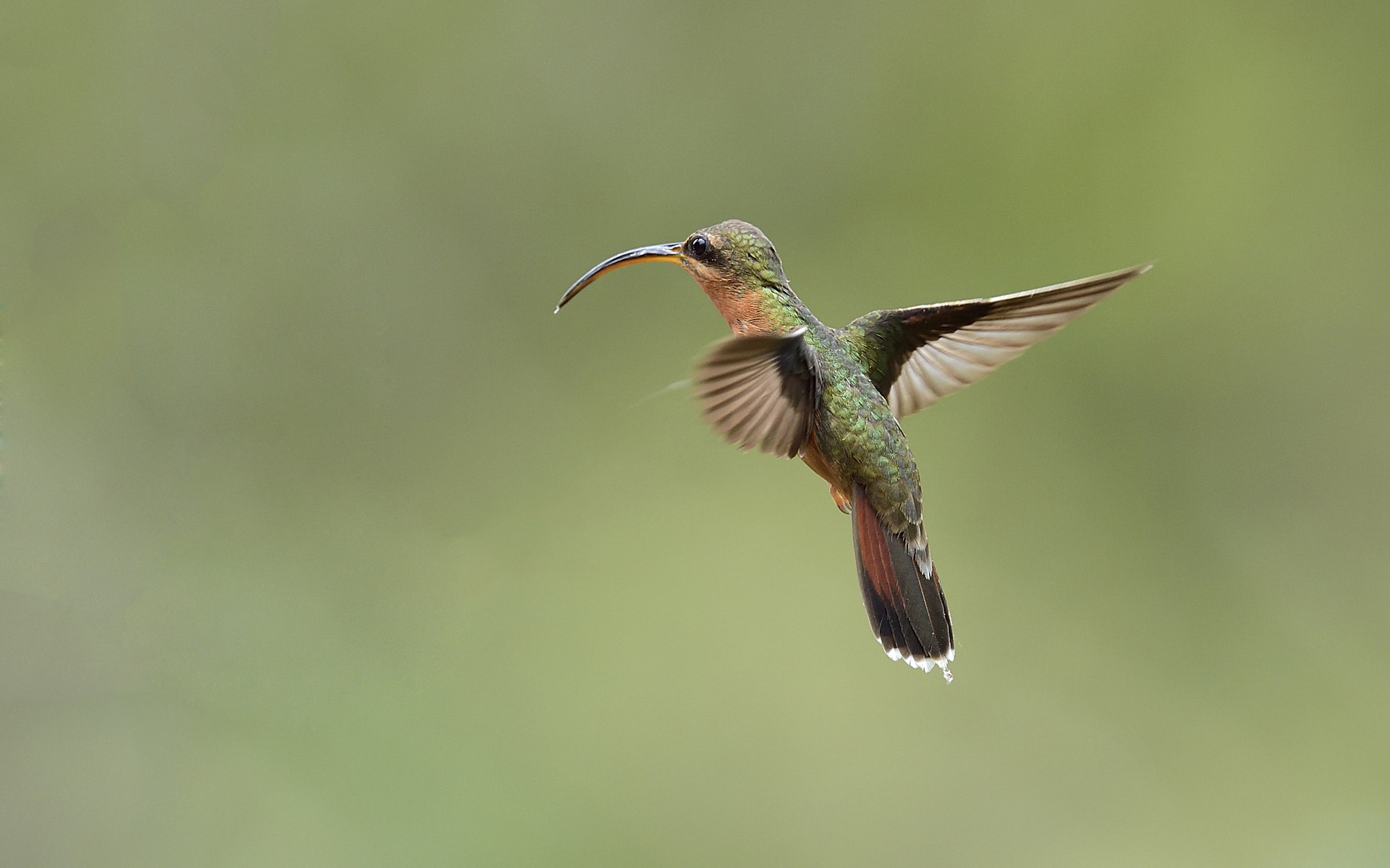 Nikon AF-S Nikkor 400mm F2.8E FL ED VR sample photo. Rufous-breasted hermi photography