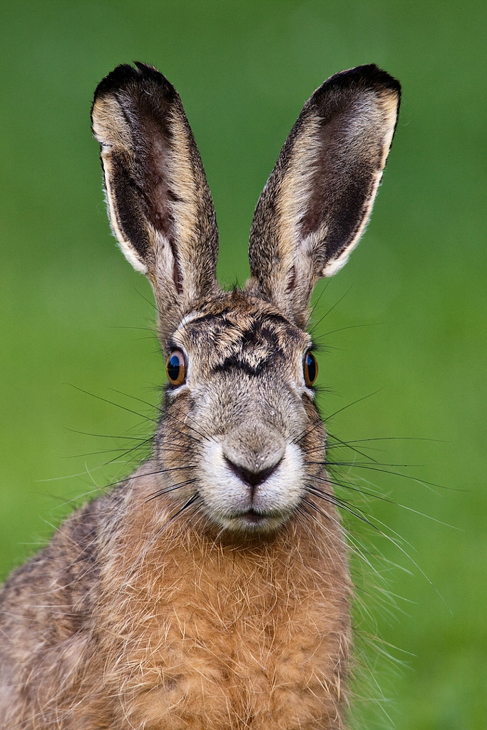 German hare ;-) by Dennis Heidrich on 500px.com