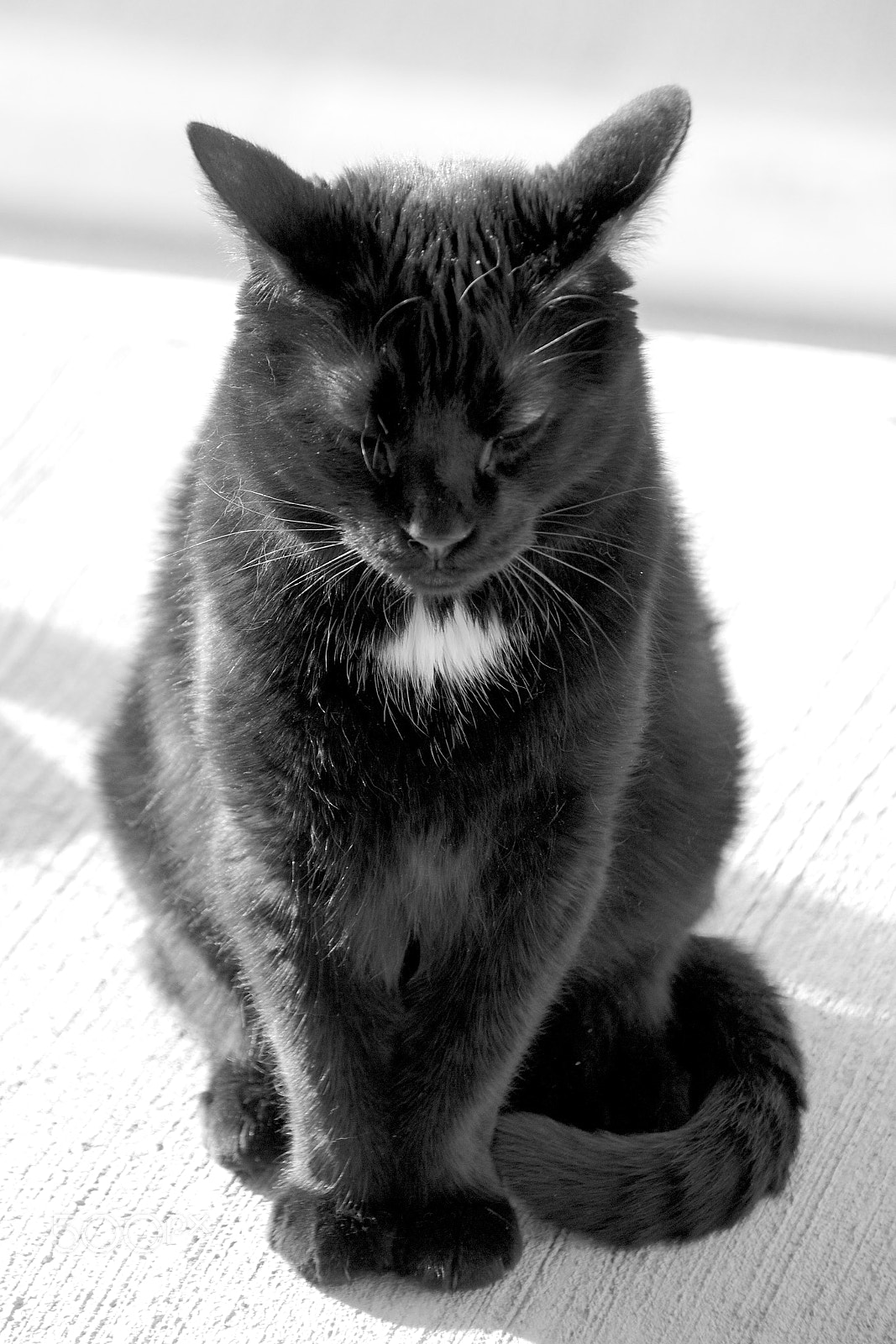 Tamron 18-270mm F3.5-6.3 Di II PZD sample photo. Leelou photography