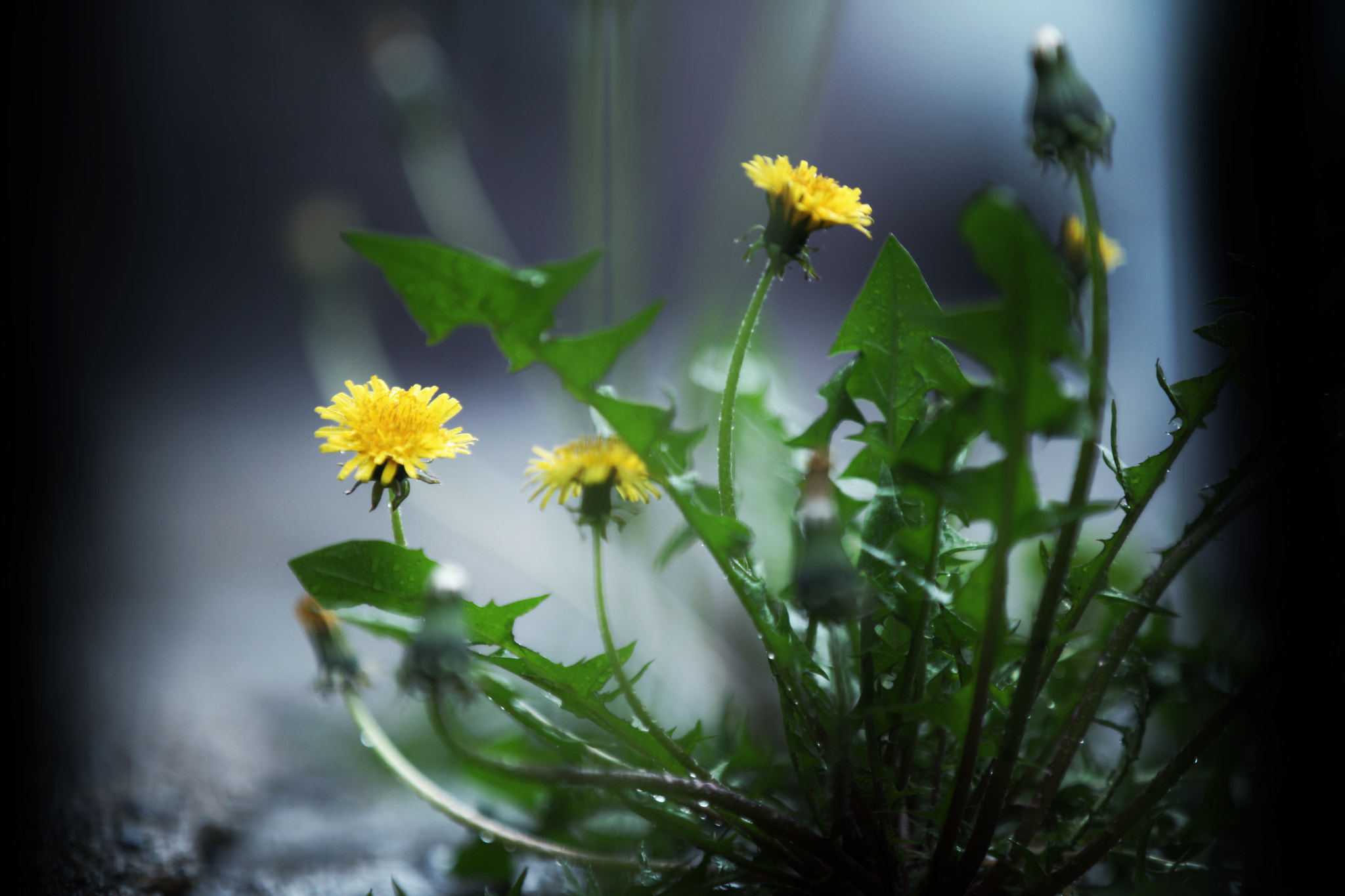 Canon EF 70-200mm F2.8L IS II USM sample photo