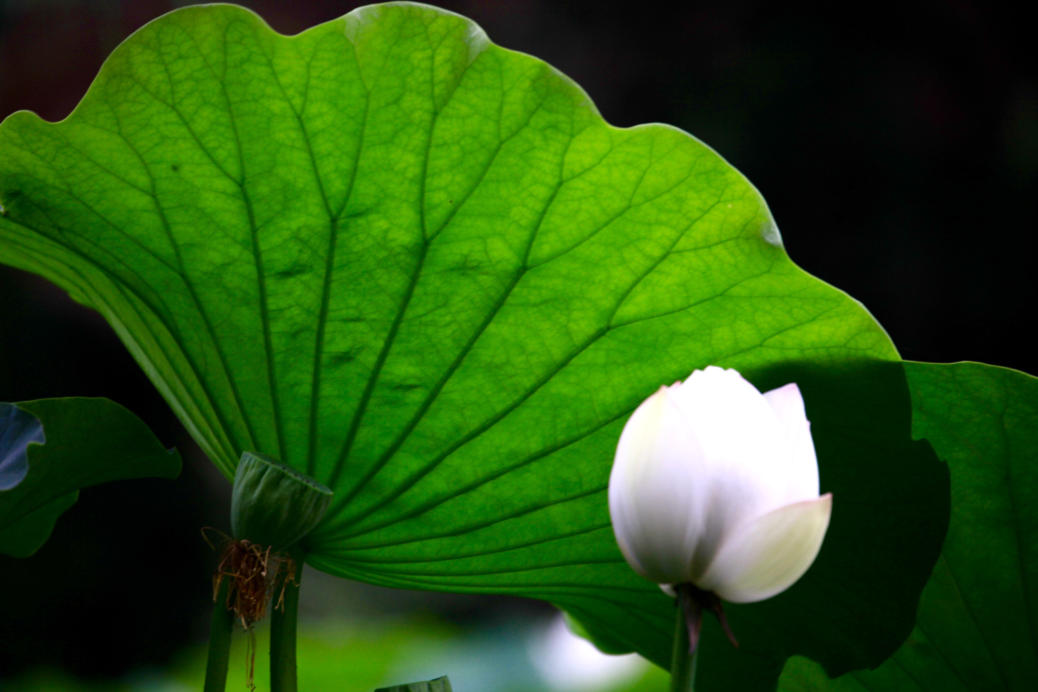 Canon EF 70-300mm F4-5.6L IS USM sample photo. 荷叶沉静的美 photography