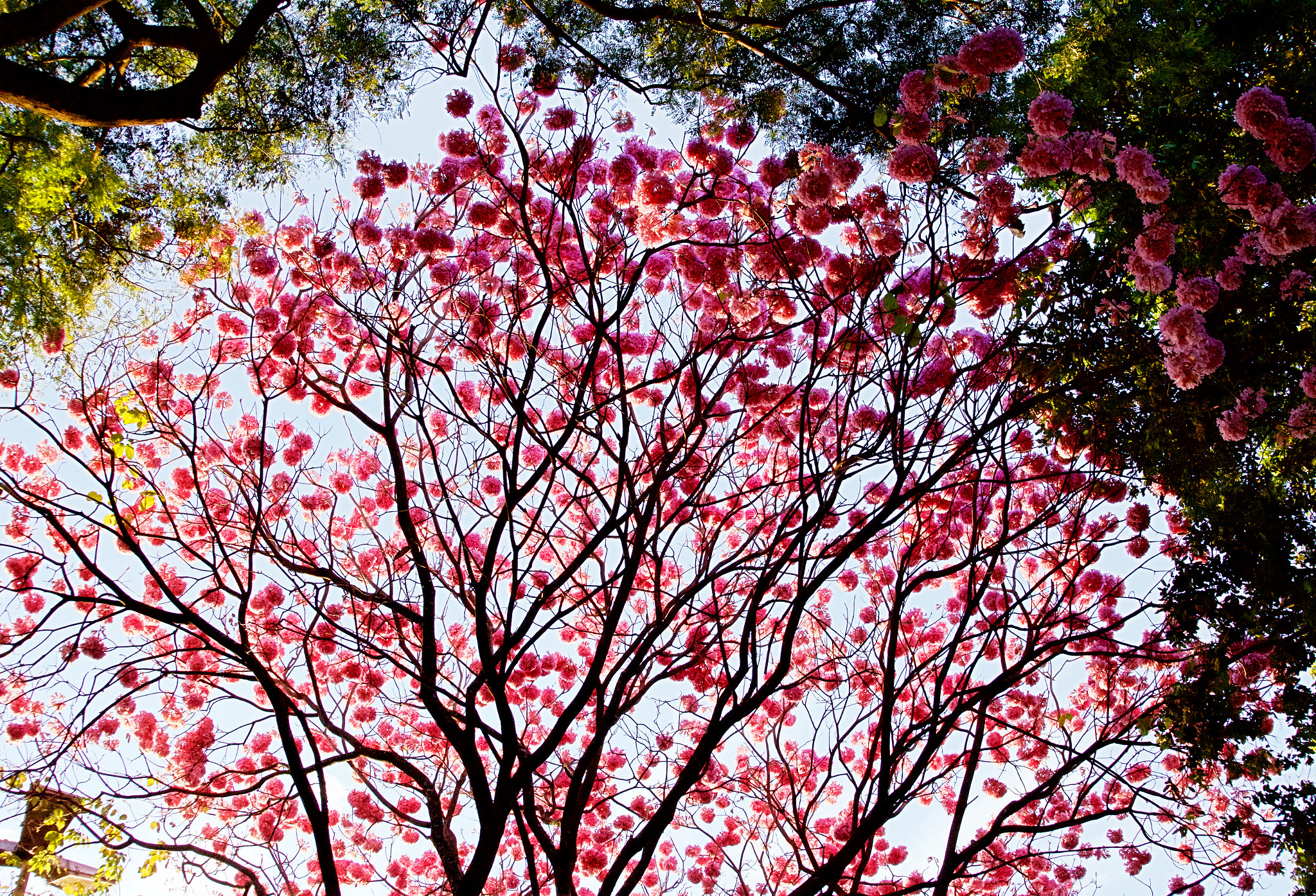 Sony E 18-50mm F4-5.6 sample photo. Pink tree photography