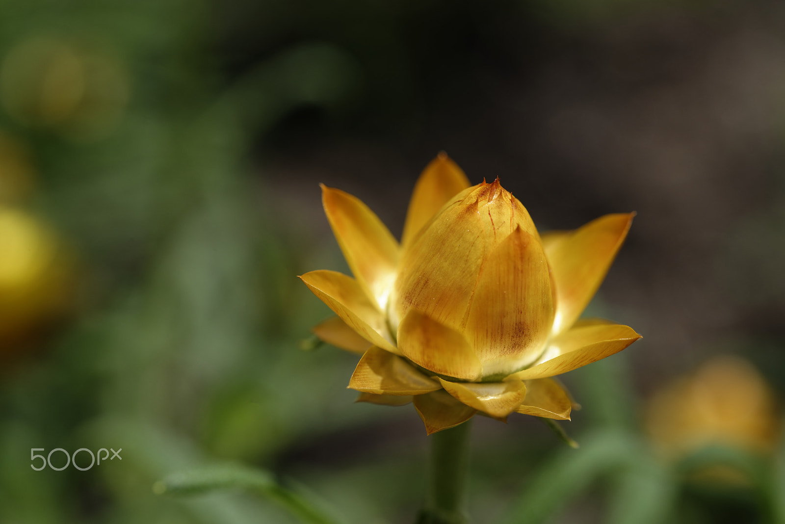 Nikon AF-S Micro-Nikkor 60mm F2.8G ED sample photo. Everlasting flower photography