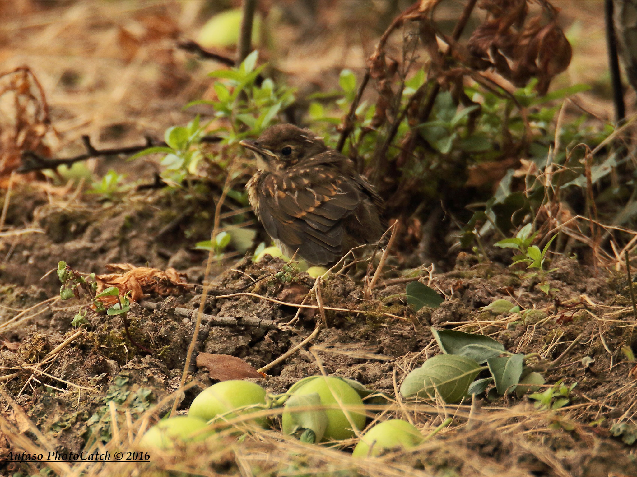 Sigma 150-600mm F5-6.3 DG OS HSM | S sample photo. Tordo bottaccio - pullo photography