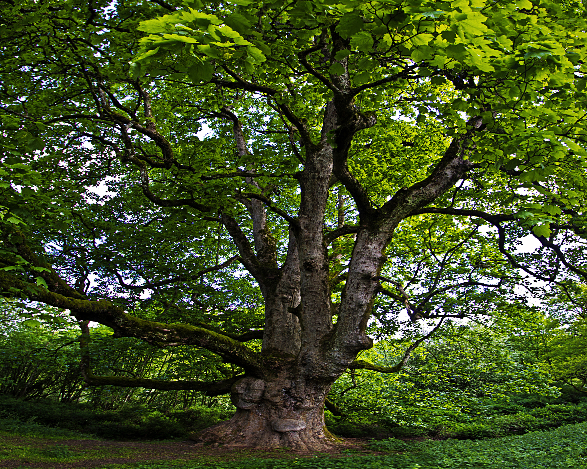 Sigma 10-20mm F3.5 EX DC HSM sample photo. Ancient tree photography