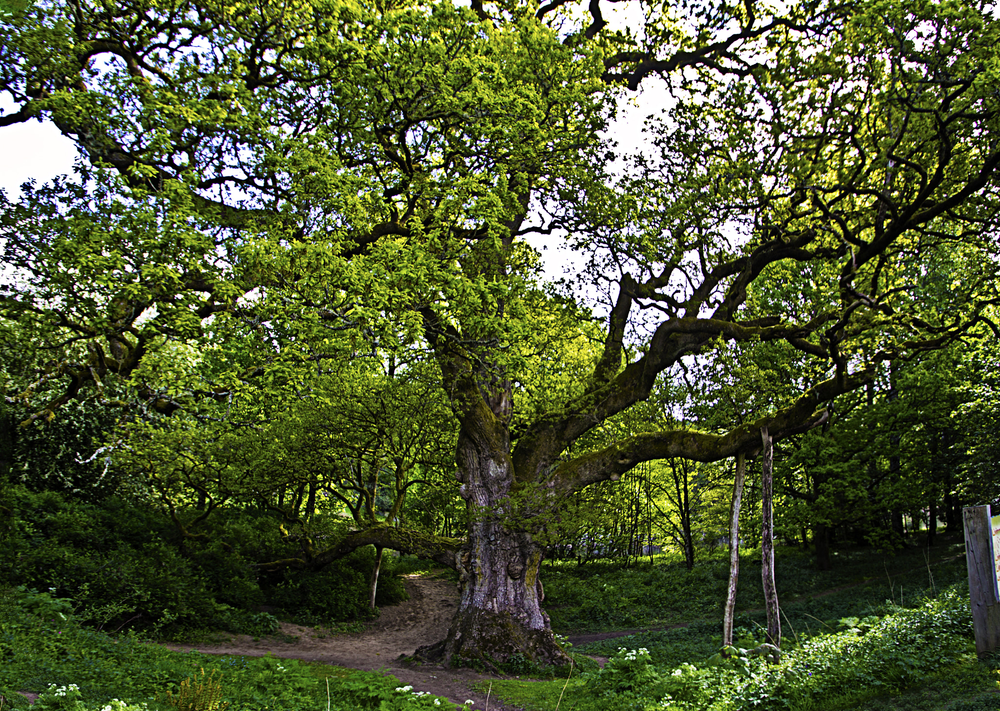 Sigma 10-20mm F3.5 EX DC HSM sample photo. Ancient tree photography