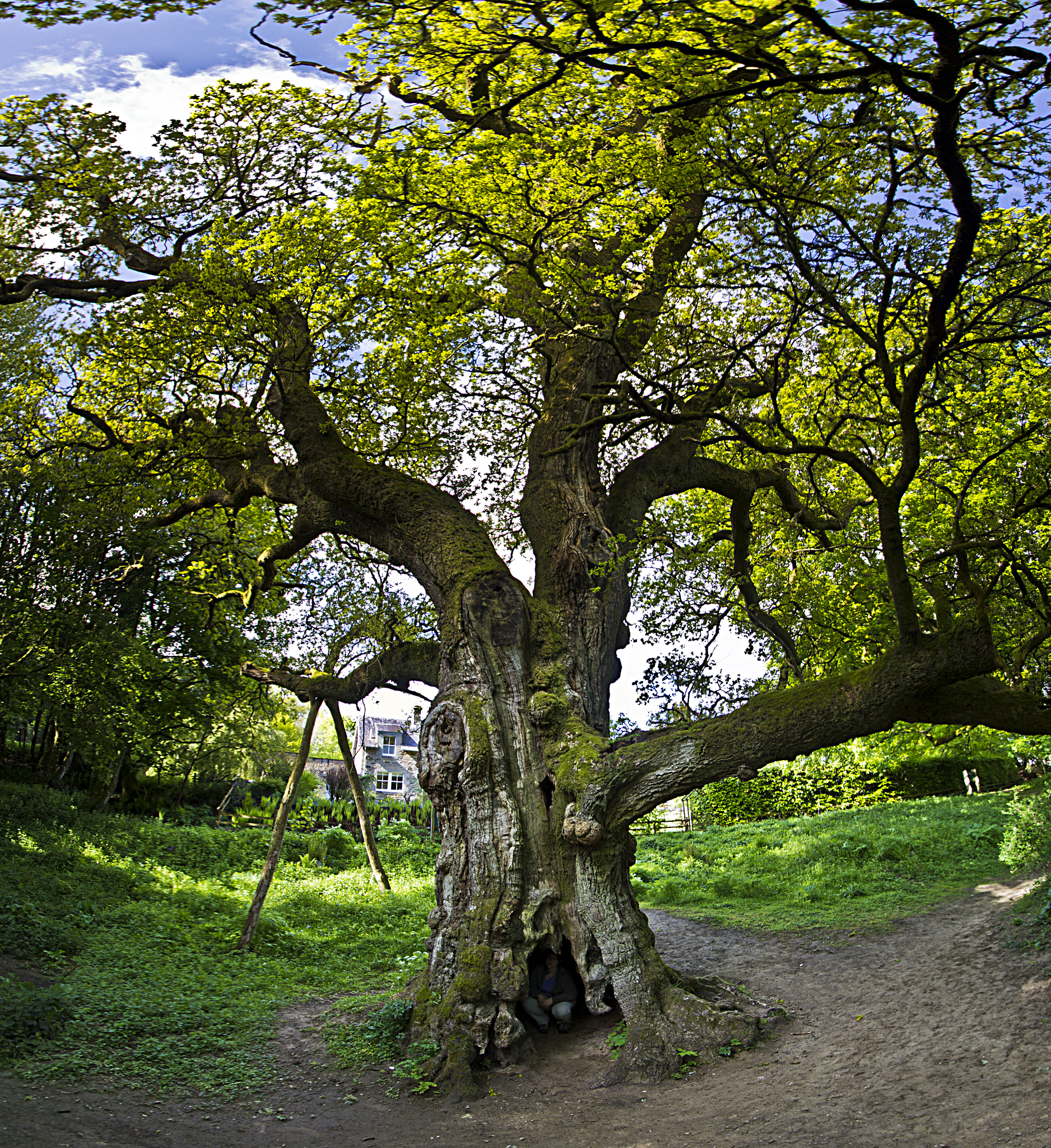 Sigma 10-20mm F3.5 EX DC HSM sample photo. Ancient tree photography