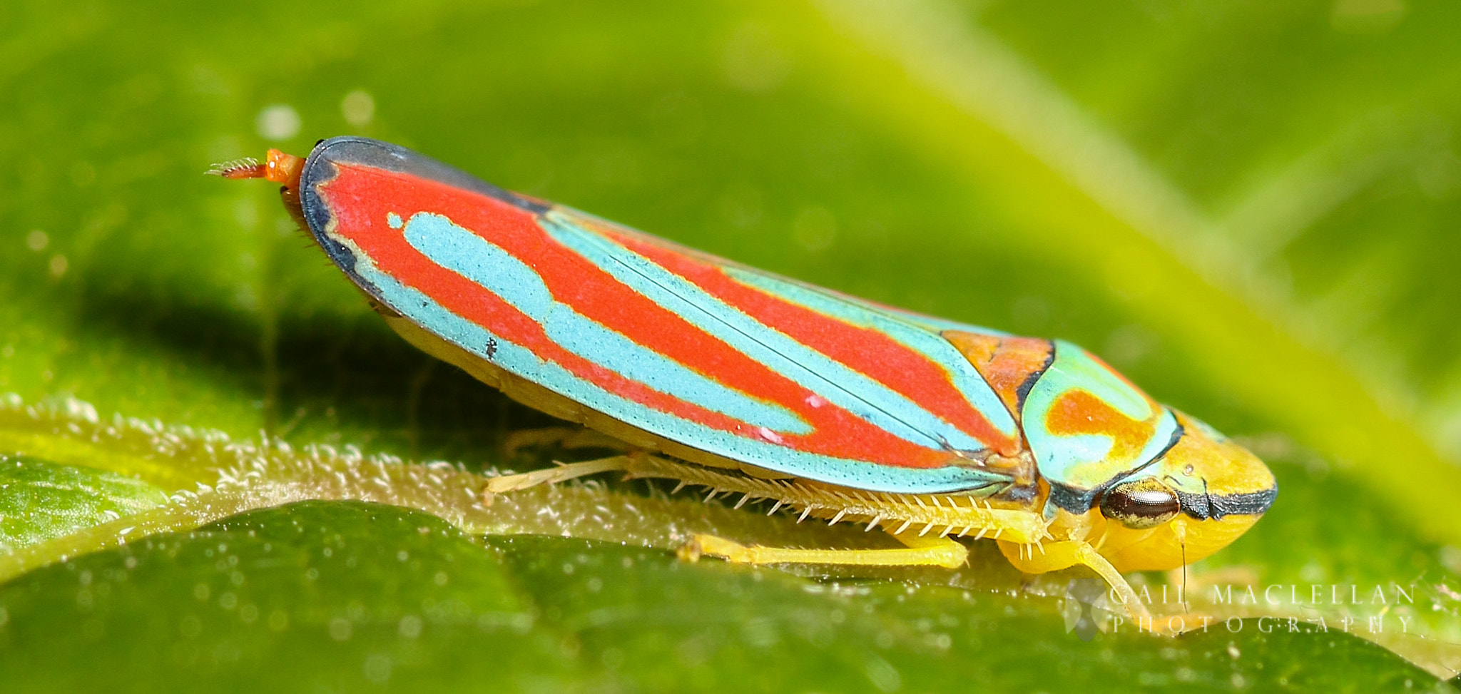 Sigma 105mm F2.8 EX DG Macro sample photo. Red-banded leafhopper (graphocephala coccinea) photography