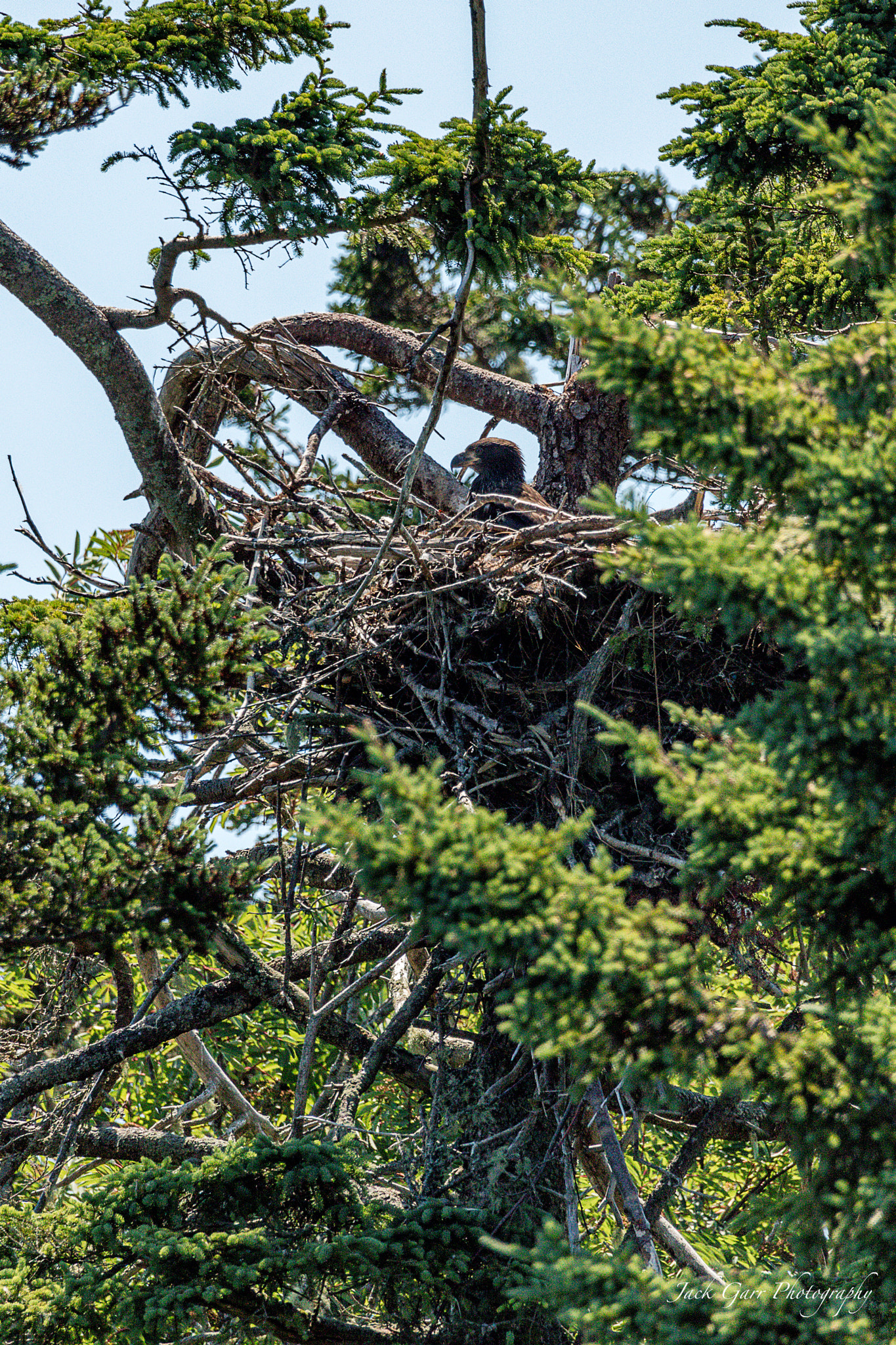Canon EOS 5DS + 150-600mm F5-6.3 DG OS HSM | Sports 014 sample photo. Bald eagle eaglet in nest photography