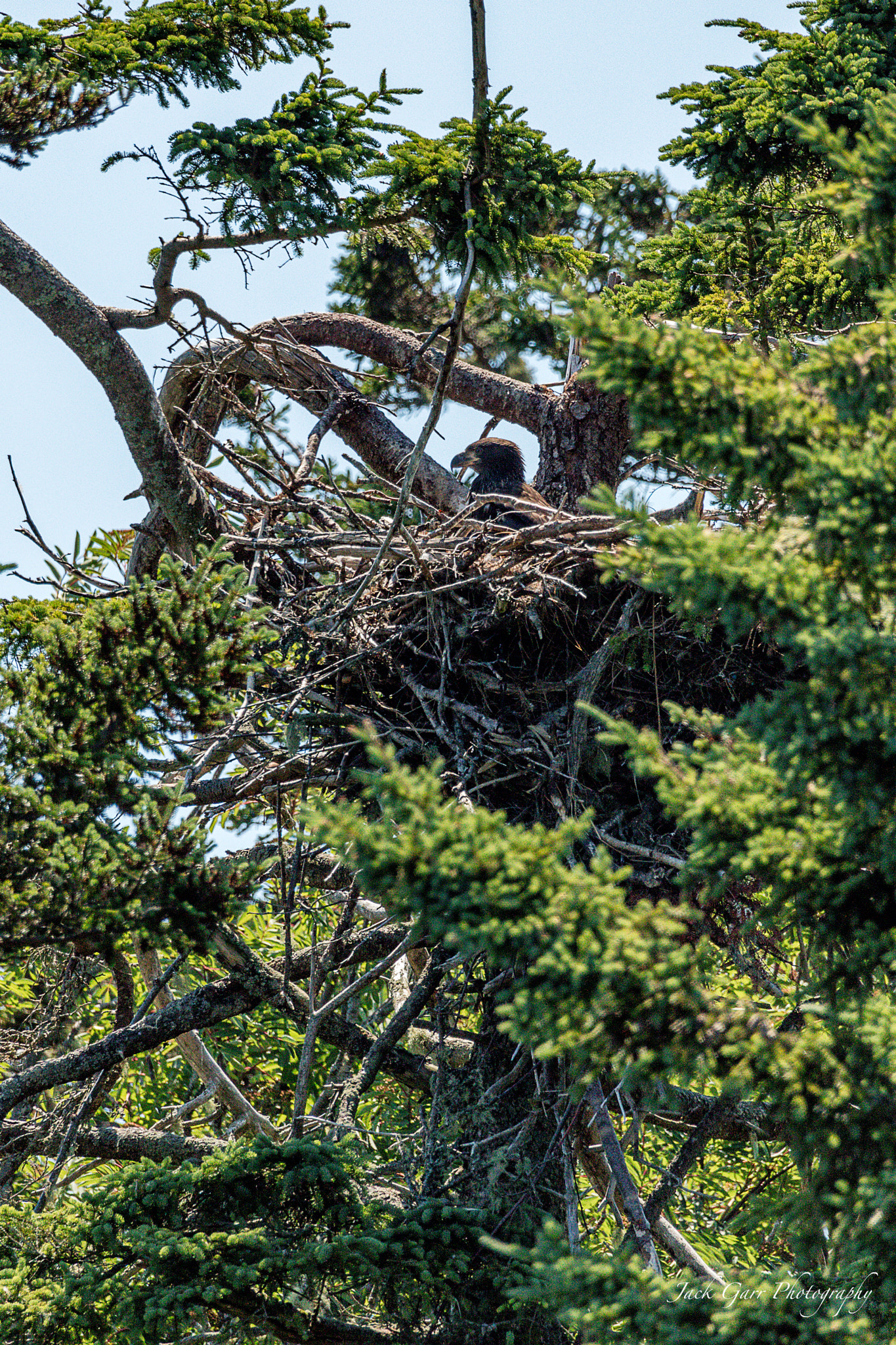 150-600mm F5-6.3 DG OS HSM | Sports 014 sample photo. Bald eagle eaglet in nest photography