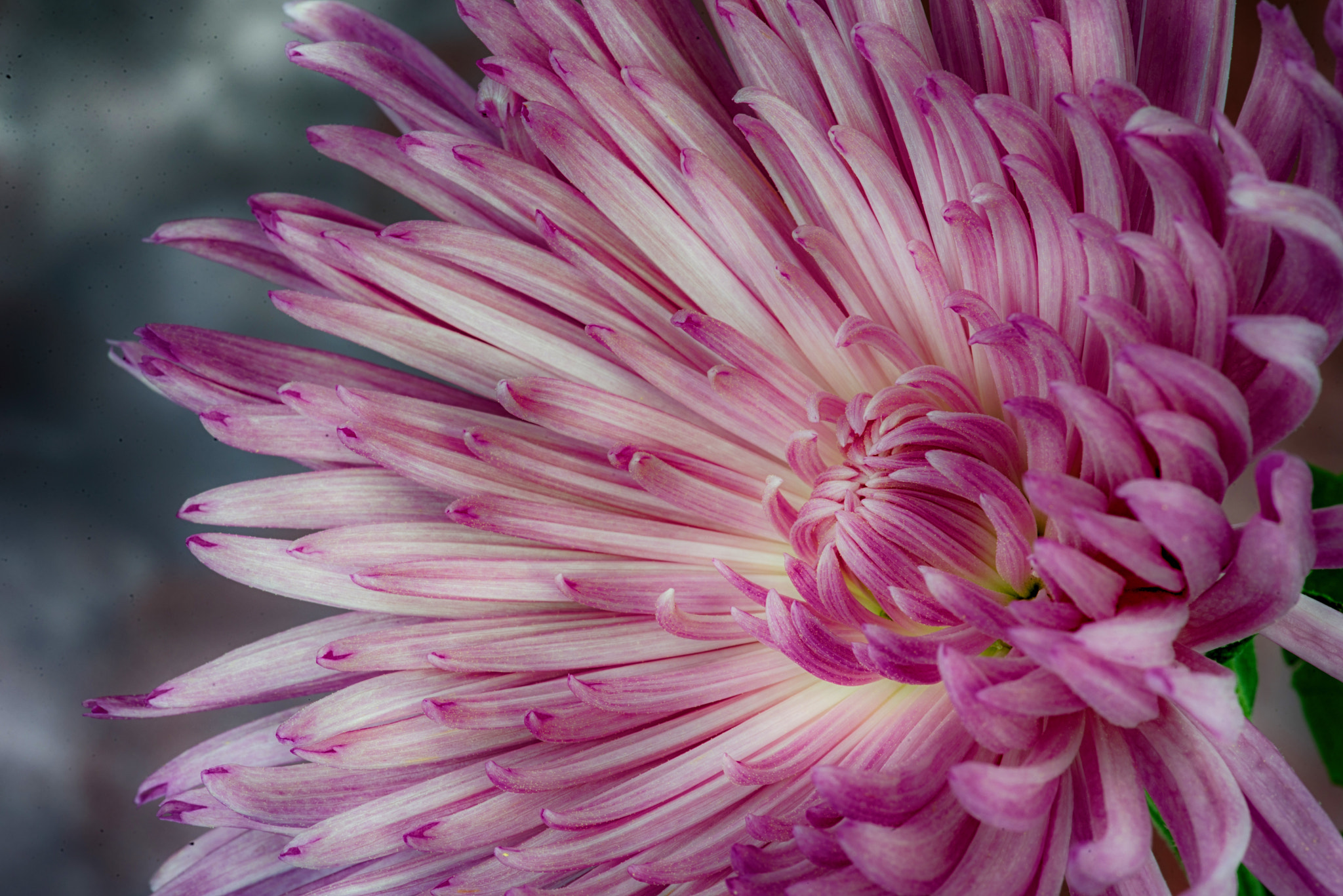 Tokina AT-X Pro 100mm F2.8 Macro sample photo. Flower in hdr photography