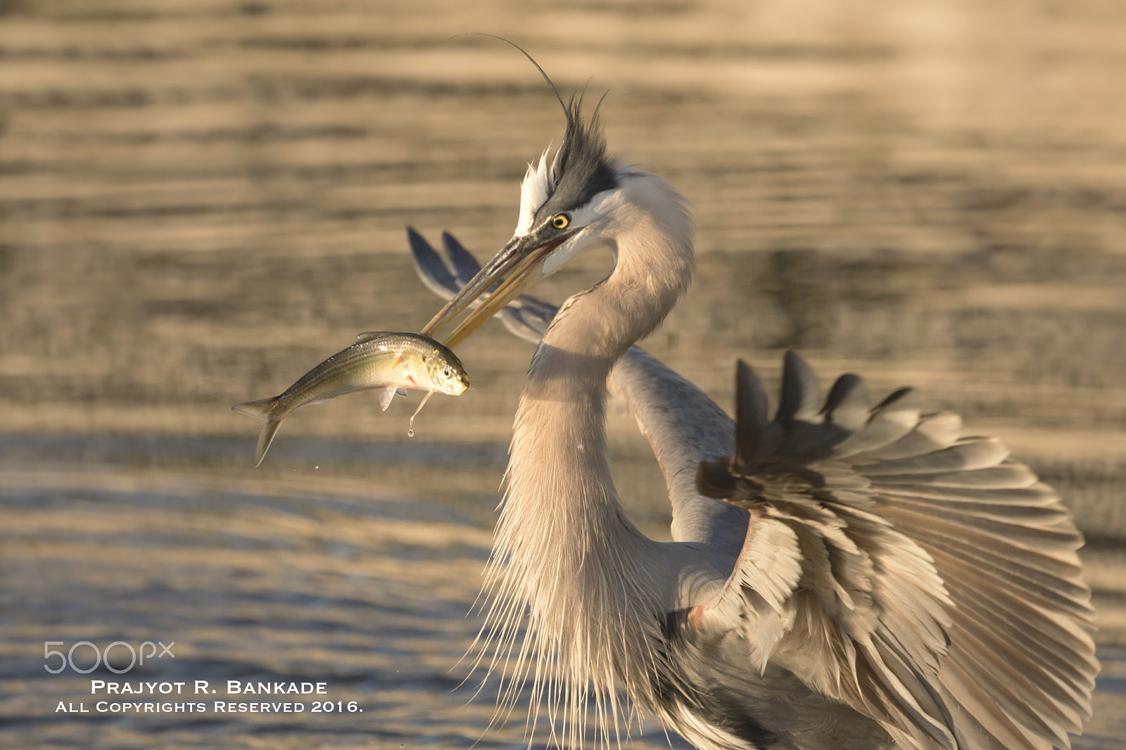 Nikon D7200 + Nikon AF-S Nikkor 500mm F4G ED VR sample photo. Great blue heron photography