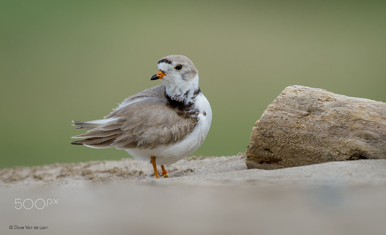 Nikon D3S + Nikon AF-S Nikkor 600mm F4G ED VR sample photo. Piping plover photography