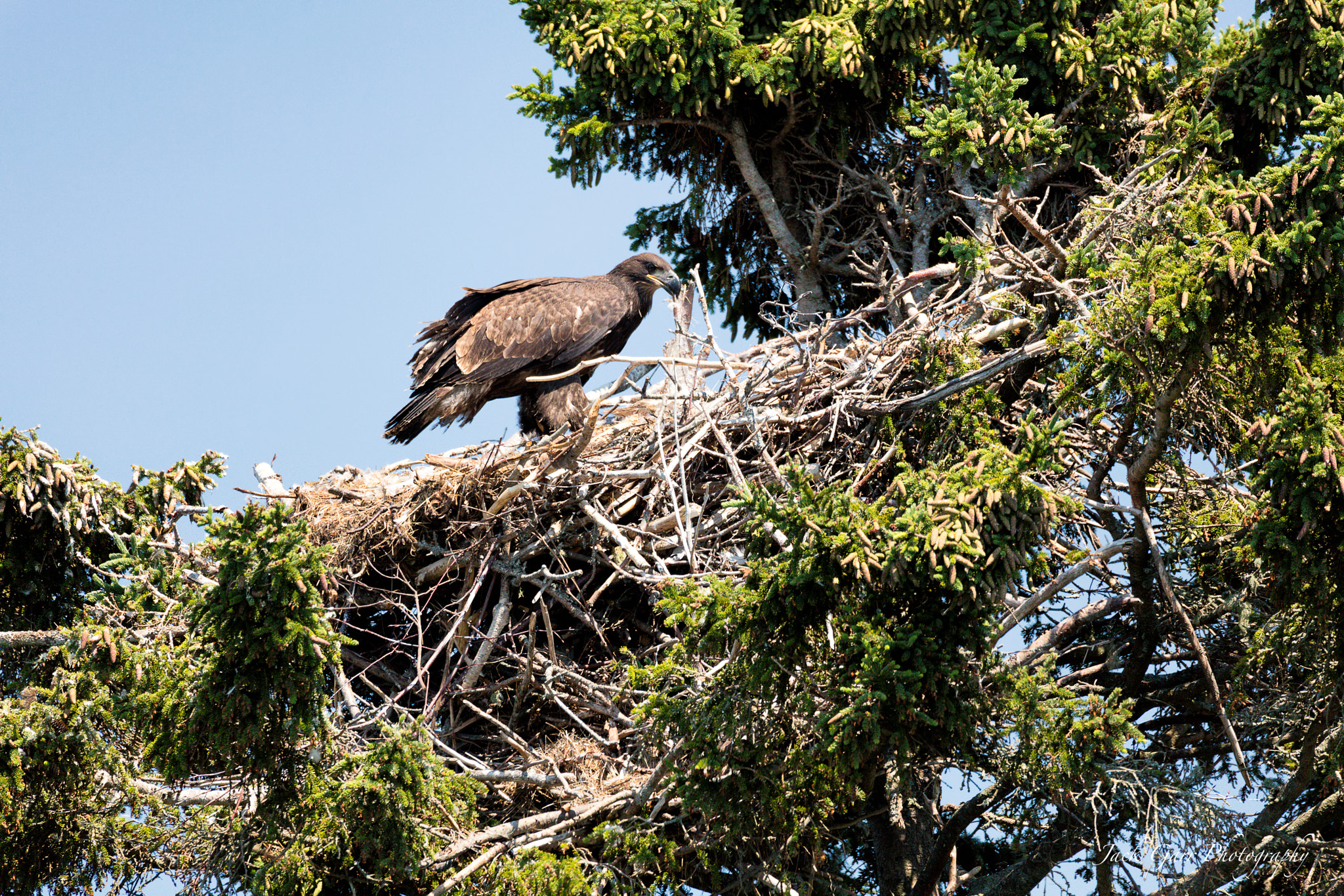 Canon EOS 5DS + 150-600mm F5-6.3 DG OS HSM | Sports 014 sample photo. Bald eagle eaglet in nest 2 photography