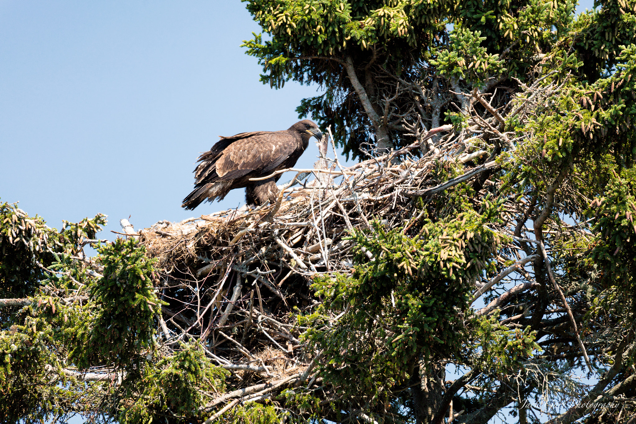 150-600mm F5-6.3 DG OS HSM | Sports 014 sample photo. Bald eagle eaglet in nest 2 photography