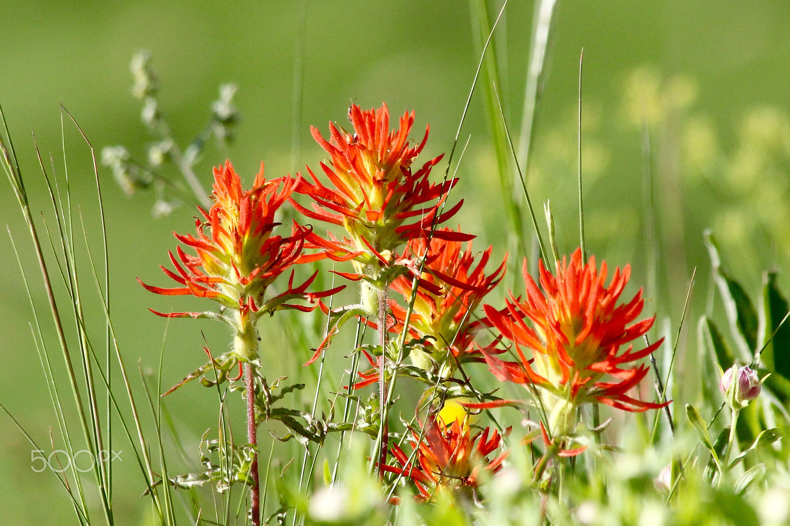 Canon EF 70-300mm F4-5.6 IS USM sample photo. Paintbrush photography