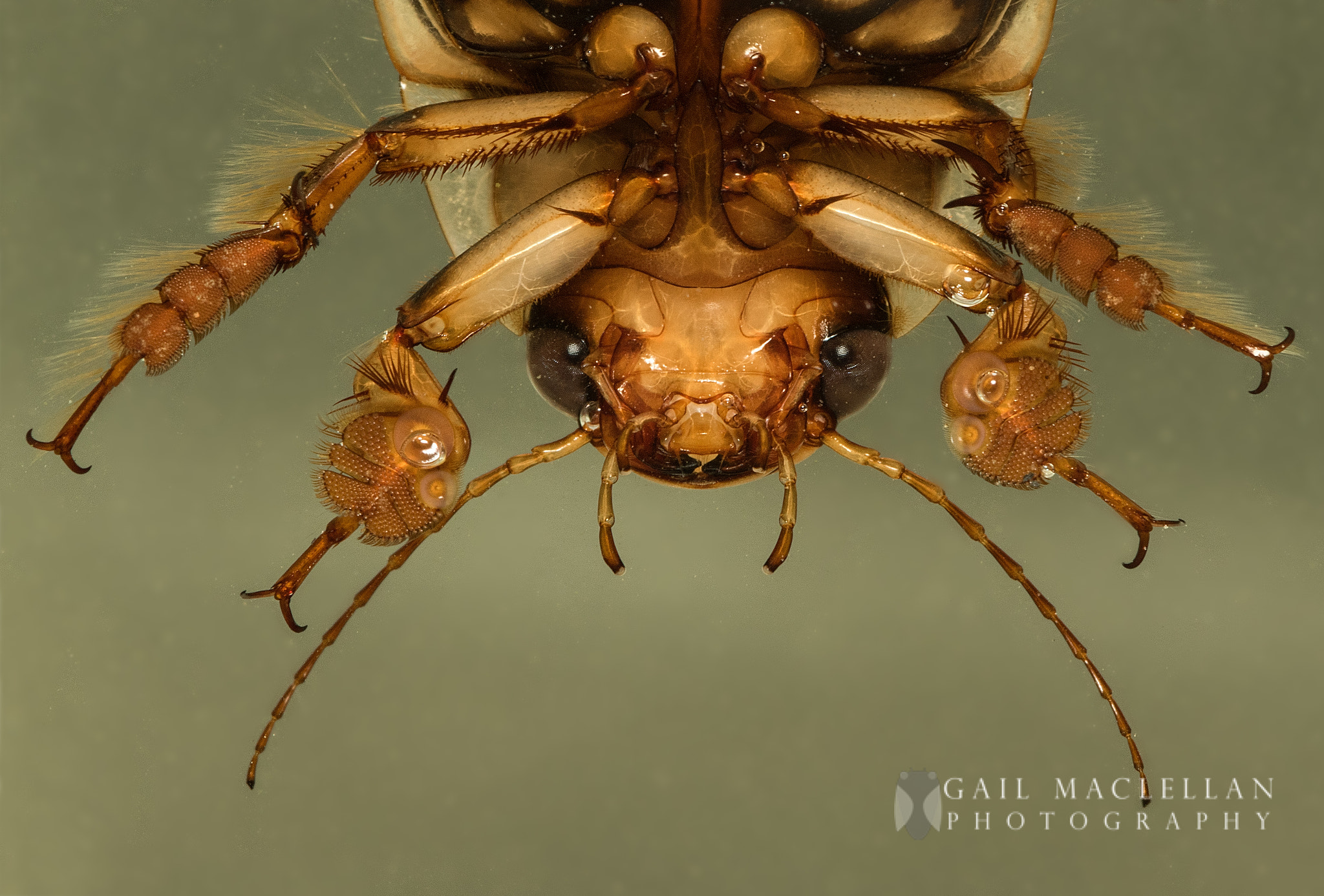 Sigma 105mm F2.8 EX DG Macro sample photo. Predaceous diving beetle photography