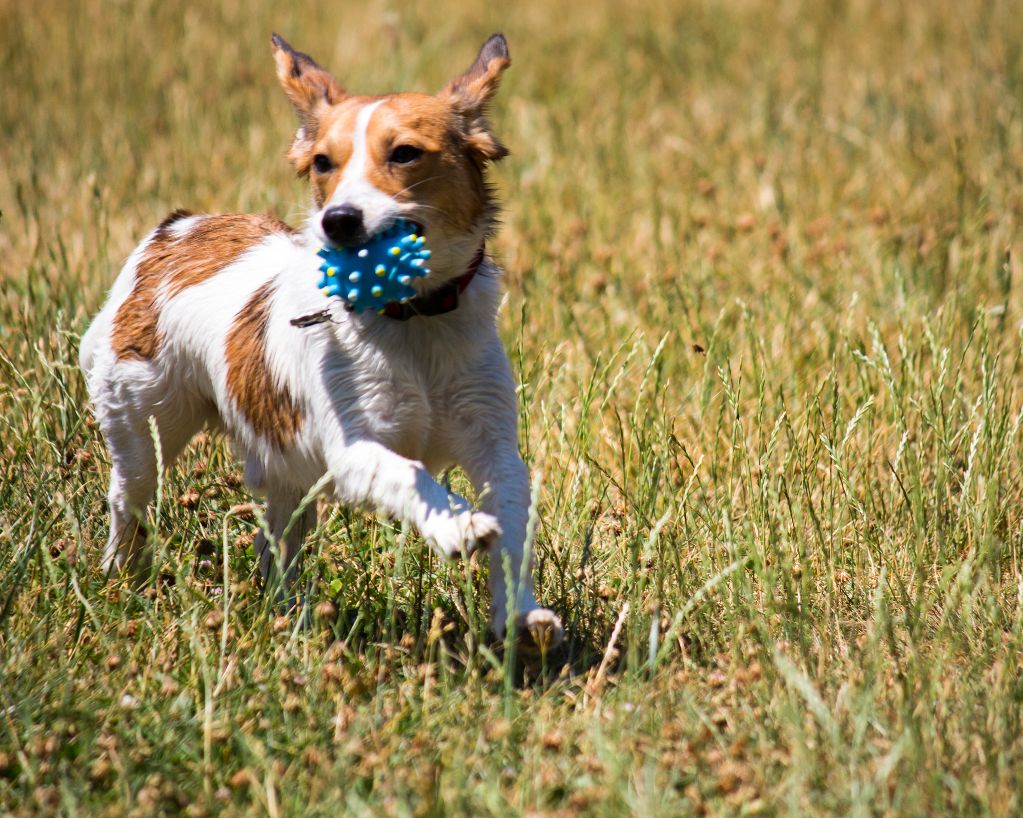 Canon EF-S 55-250mm F4-5.6 IS sample photo. Playing fetch photography