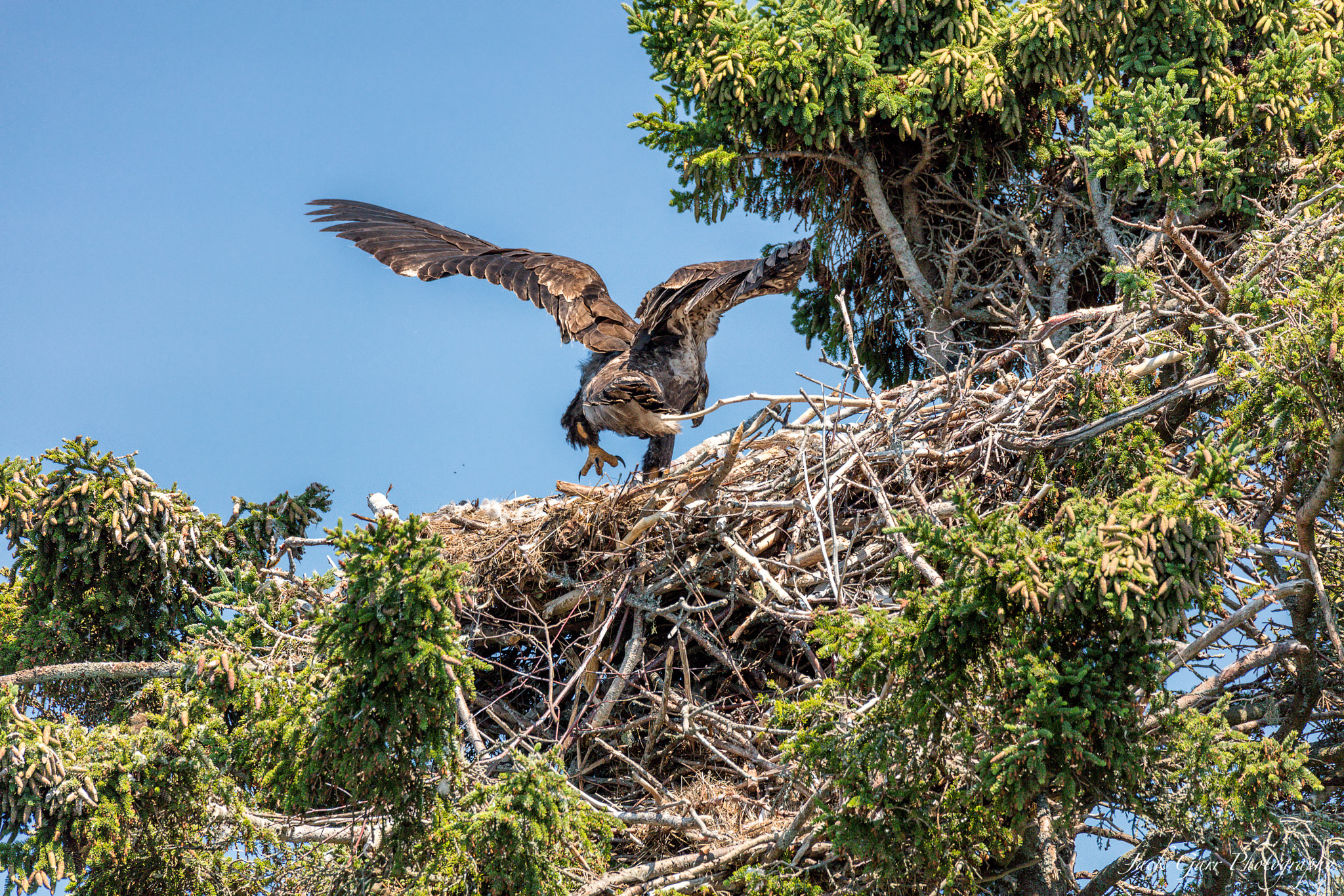 Canon EOS 5DS + 150-600mm F5-6.3 DG OS HSM | Sports 014 sample photo. Bald eagle eaglet testing wings photography