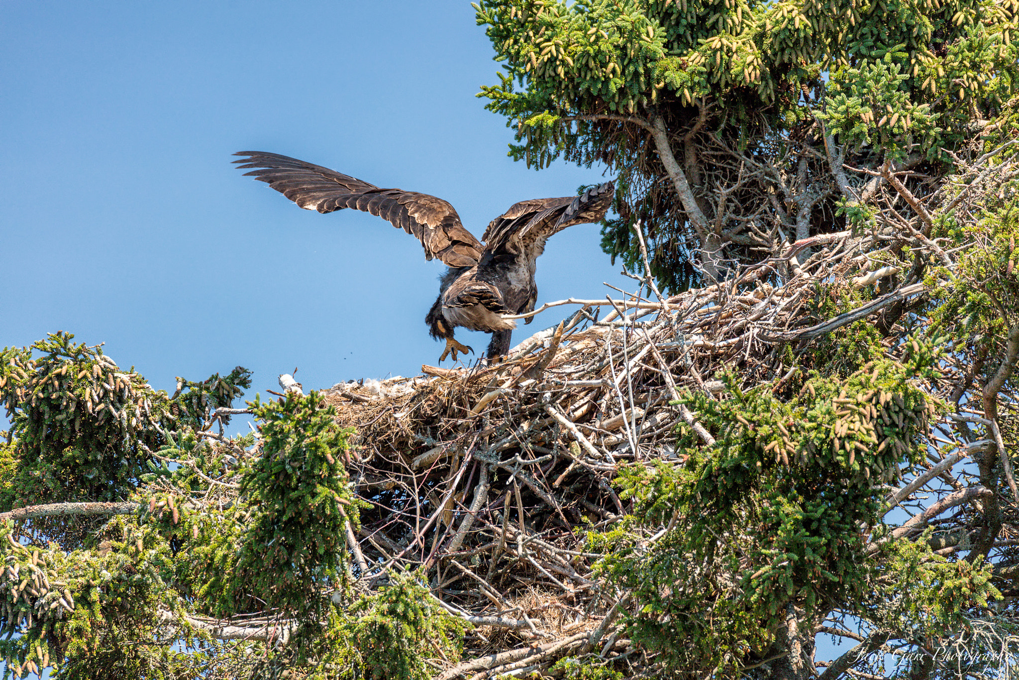 150-600mm F5-6.3 DG OS HSM | Sports 014 sample photo. Bald eagle eaglet testing wings photography