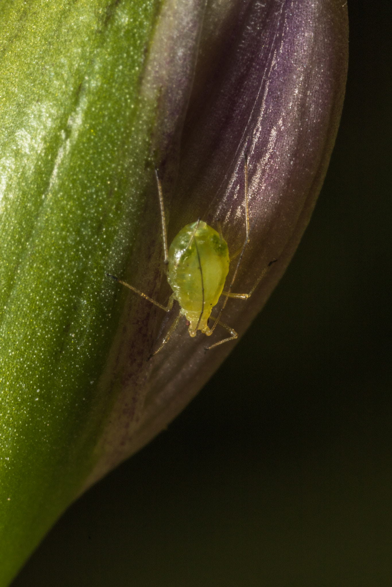 Canon MP-E 65mm F2.5 1-5x Macro Photo sample photo. Aphid photography