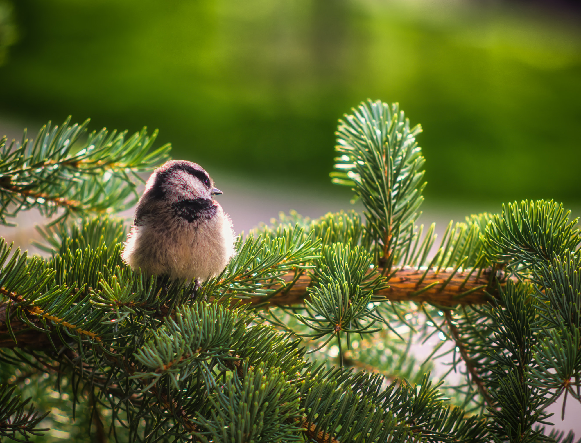 Nikon D3100 + AF Nikkor 70-210mm f/4-5.6D sample photo. Birds are in their own little world. photography