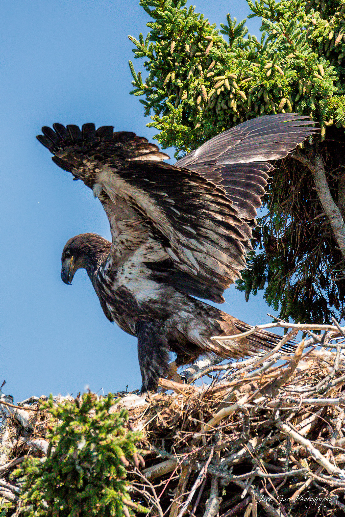 Canon EOS 5DS + 150-600mm F5-6.3 DG OS HSM | Sports 014 sample photo. Bald eagle eaglet testing wings 2 photography