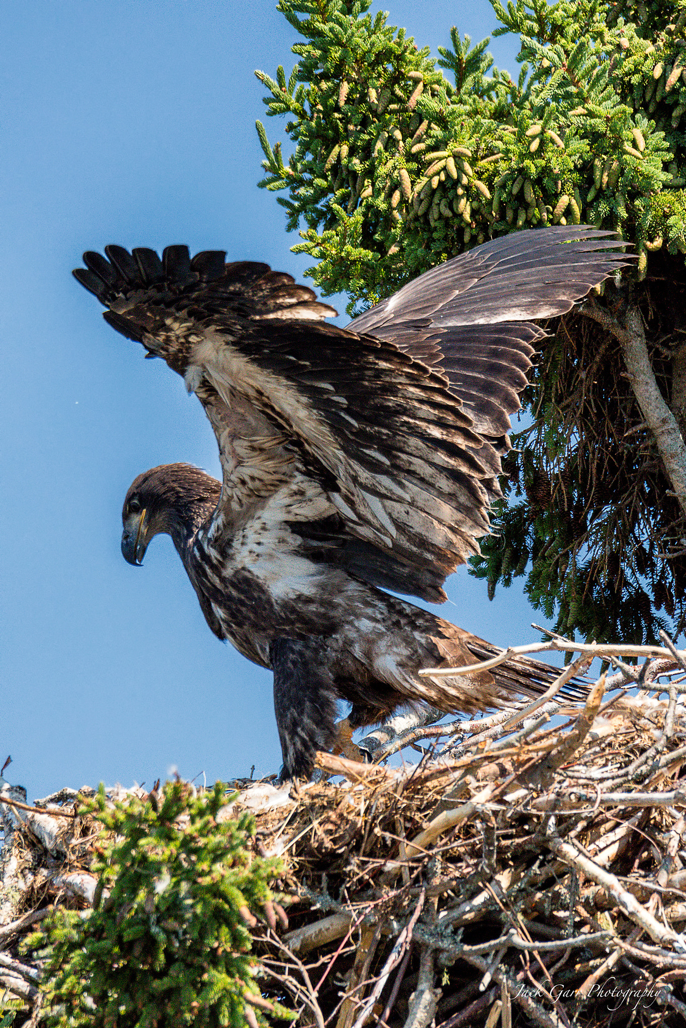 150-600mm F5-6.3 DG OS HSM | Sports 014 sample photo. Bald eagle eaglet testing wings 2 photography