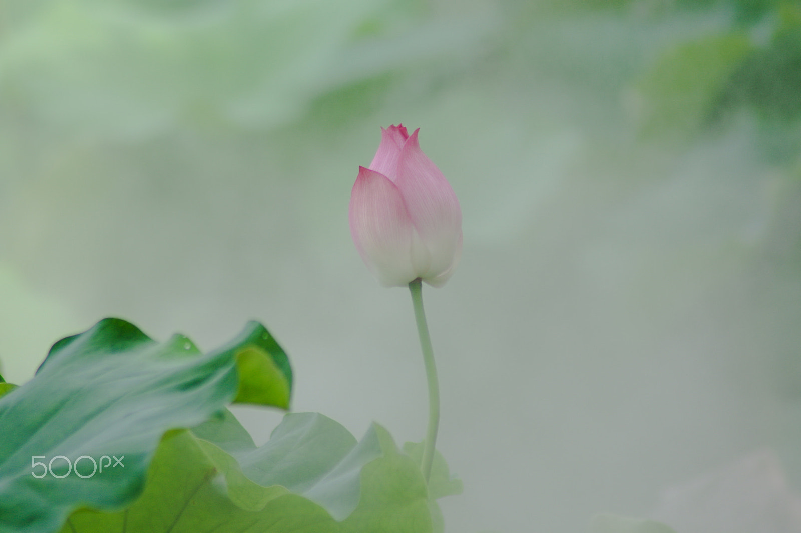 Tamron AF 70-300mm F4-5.6 Di LD Macro sample photo. Lotus - bud photography