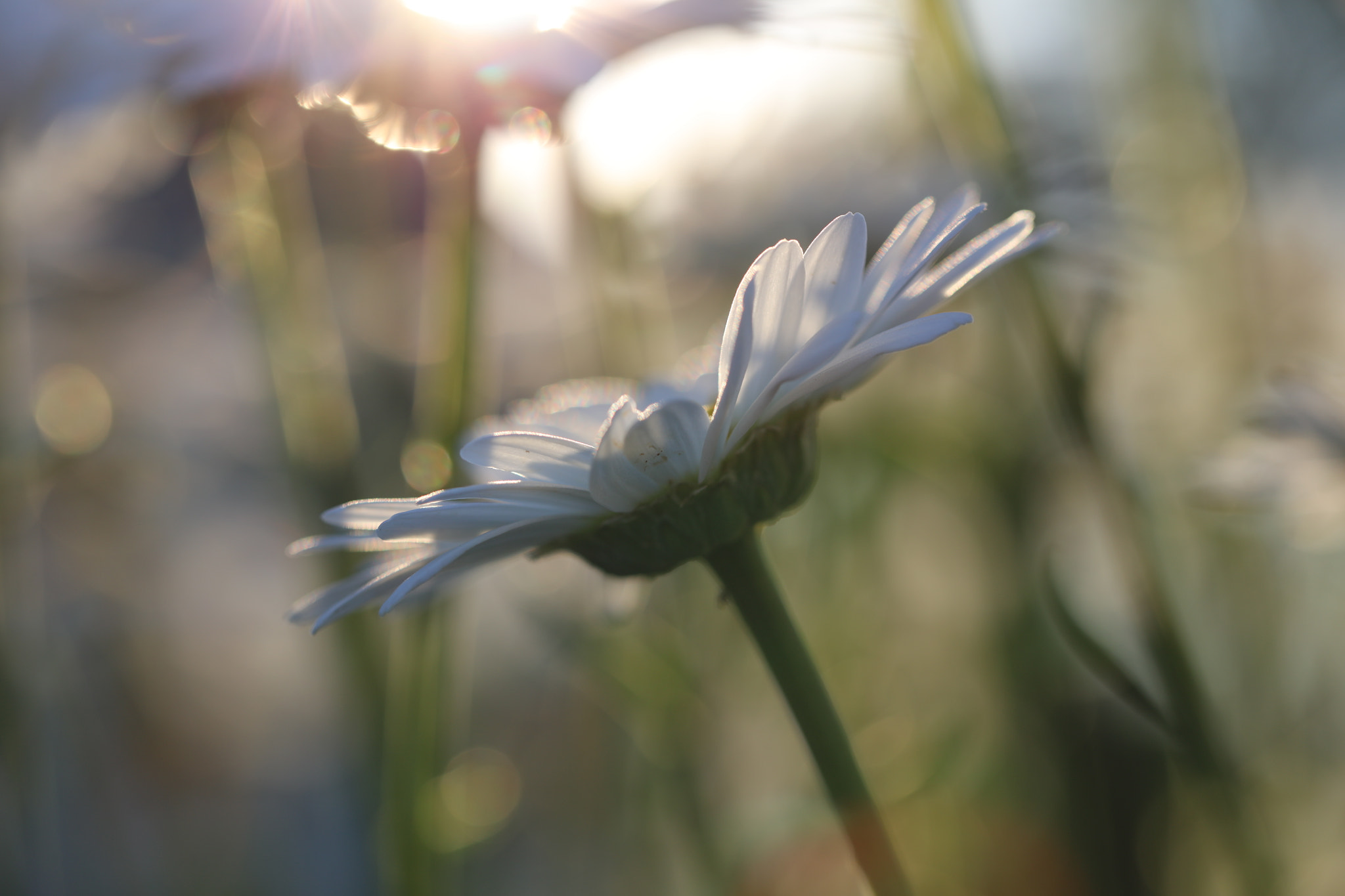 Canon EOS 5DS + Canon EF 100mm F2.8L Macro IS USM sample photo. White flower photography