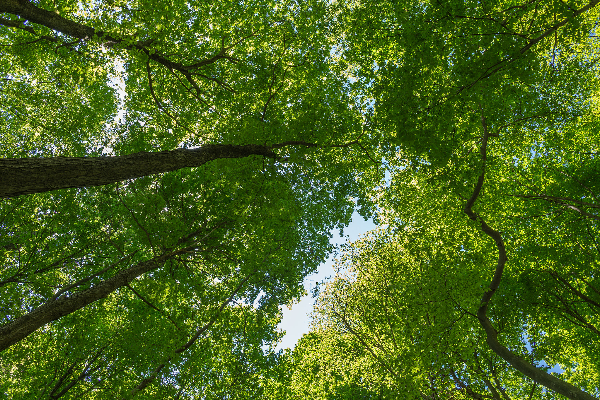 Canon EOS 6D + Canon EF 24mm f/1.4L sample photo. Canopy high above photography