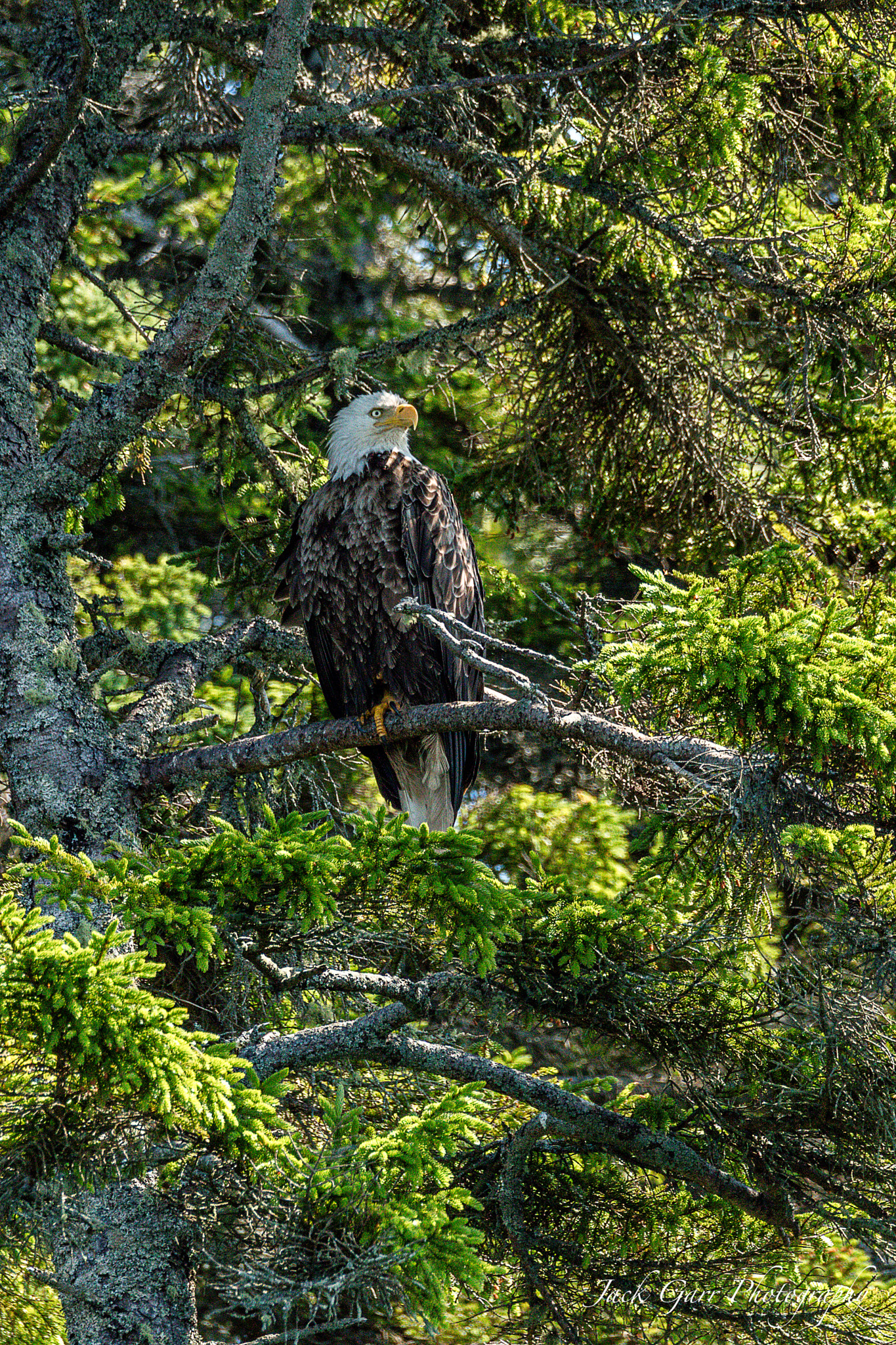 Canon EOS 5DS + 150-600mm F5-6.3 DG OS HSM | Sports 014 sample photo. Adult bald eagle photography